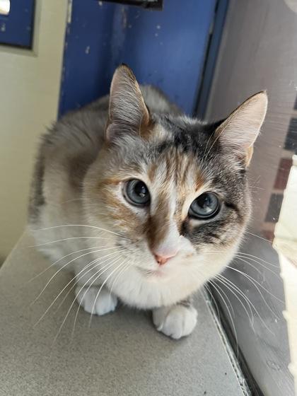 Enlarge Melvina 26253, an adopted Domestic Short Hair in Oklahoma City, OK image 1/3