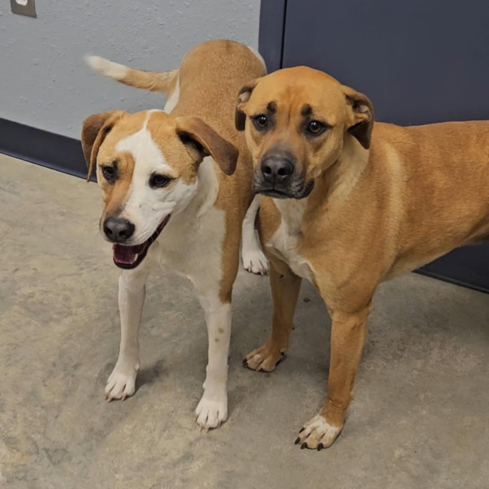 Tucker & Louie, Adult Male American Bulldog