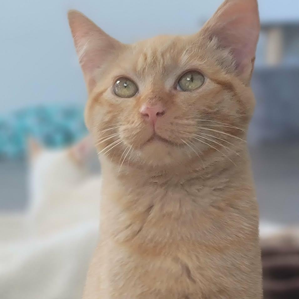 Enlarge Elton , a ADOPTABLE mixed breed in Oakville, WA image 1/3