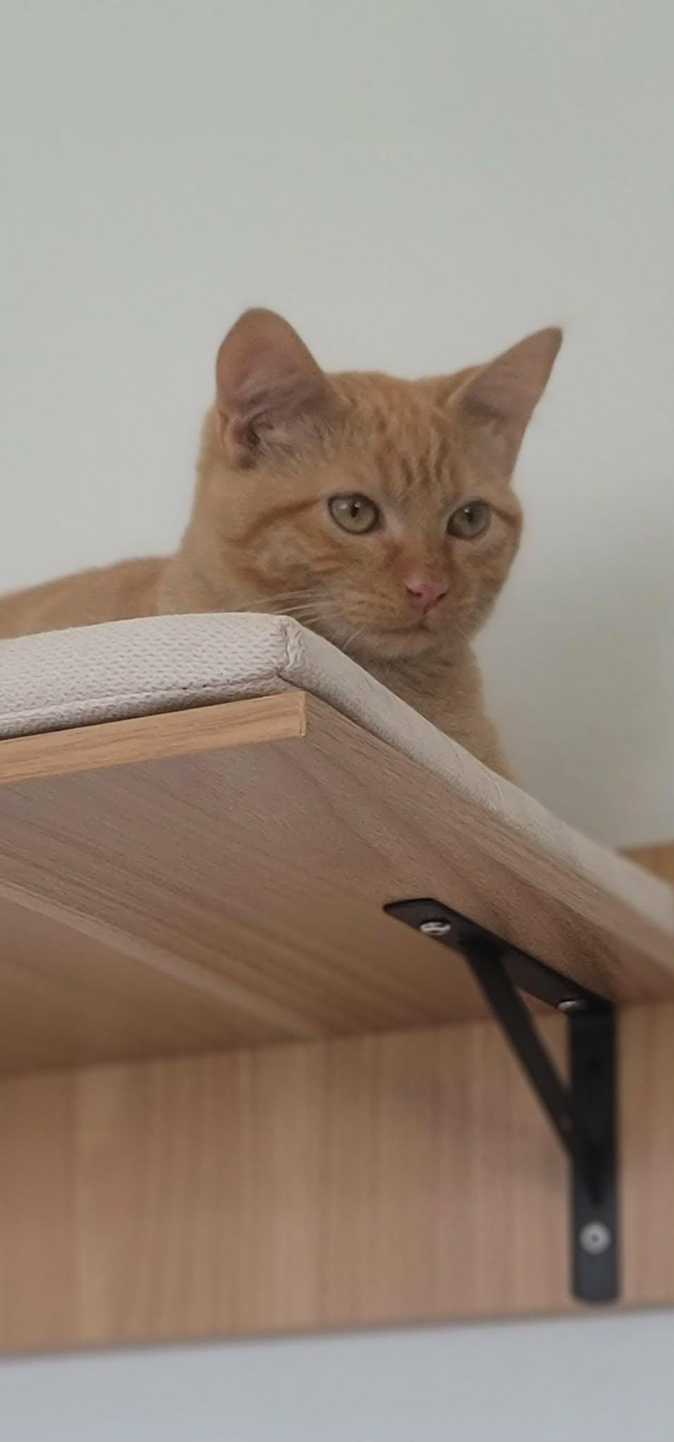 Enlarge Elton , a ADOPTABLE mixed breed in Oakville, WA image 3/3