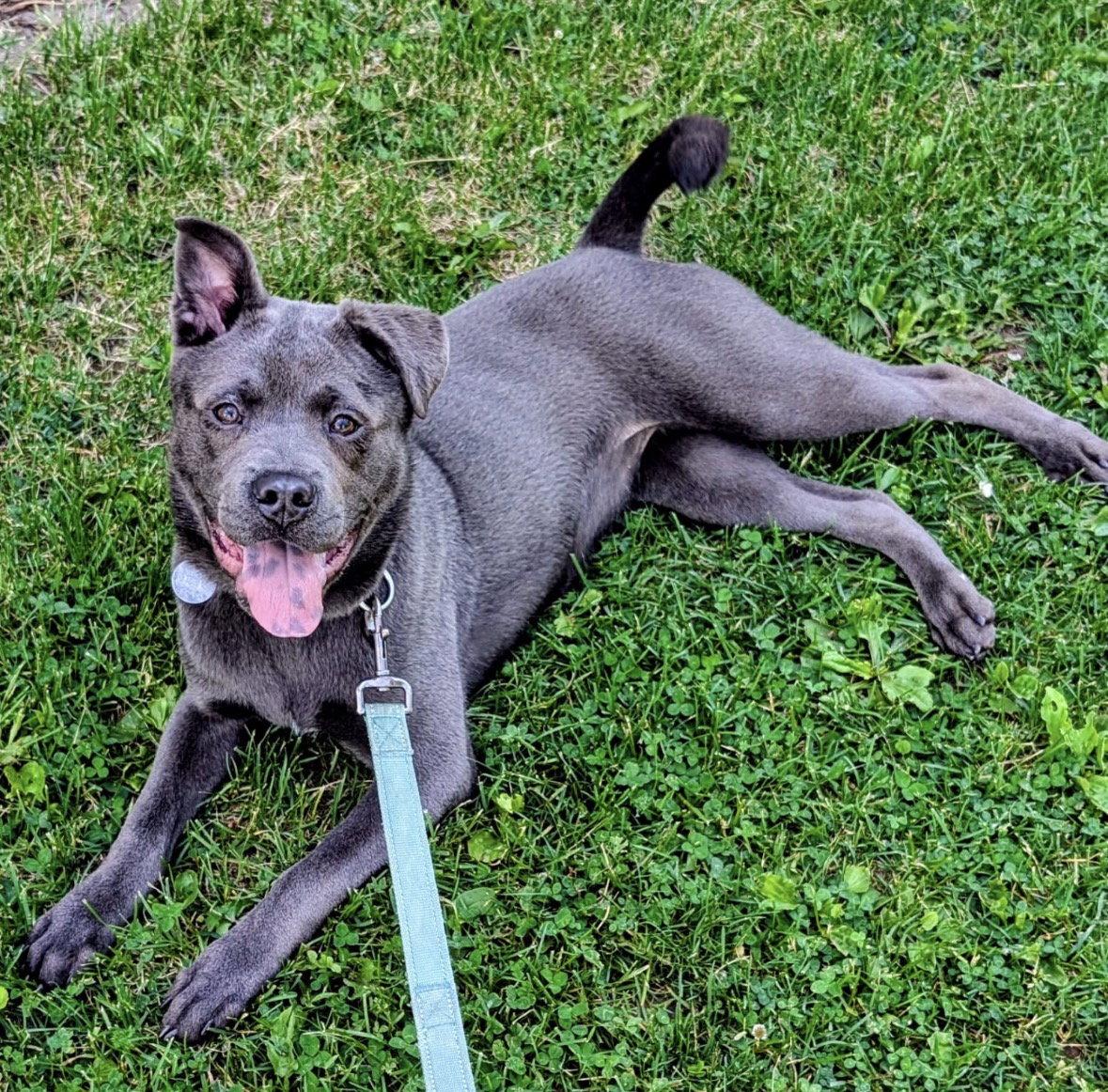 Enlarge Blue, a Adoptable mixed breed in Williamsburg, IA image 1/1