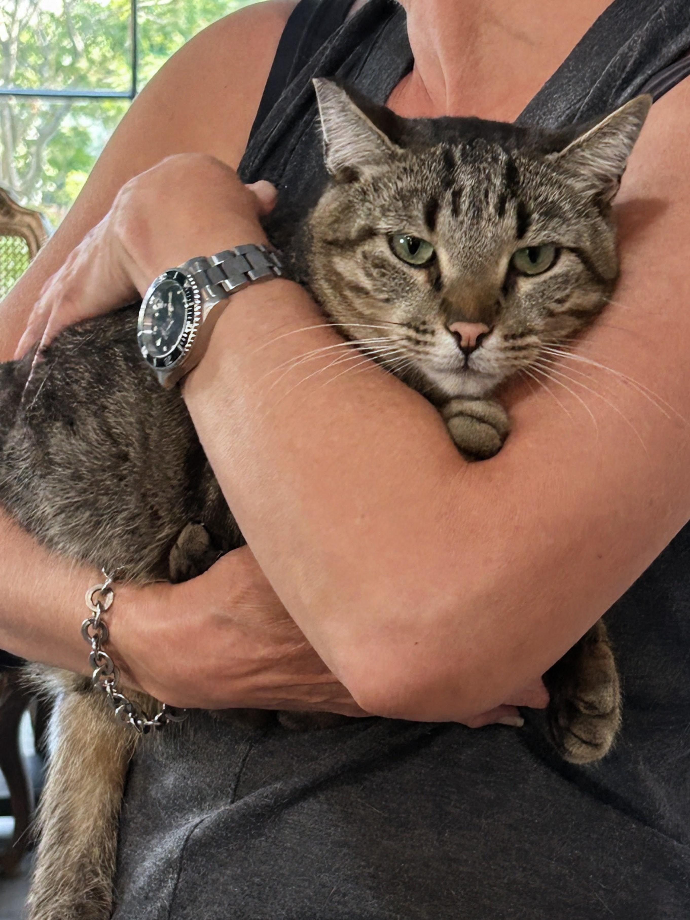 Patches, Adoptable, Adult Male Domestic Short Hair & Tabby.