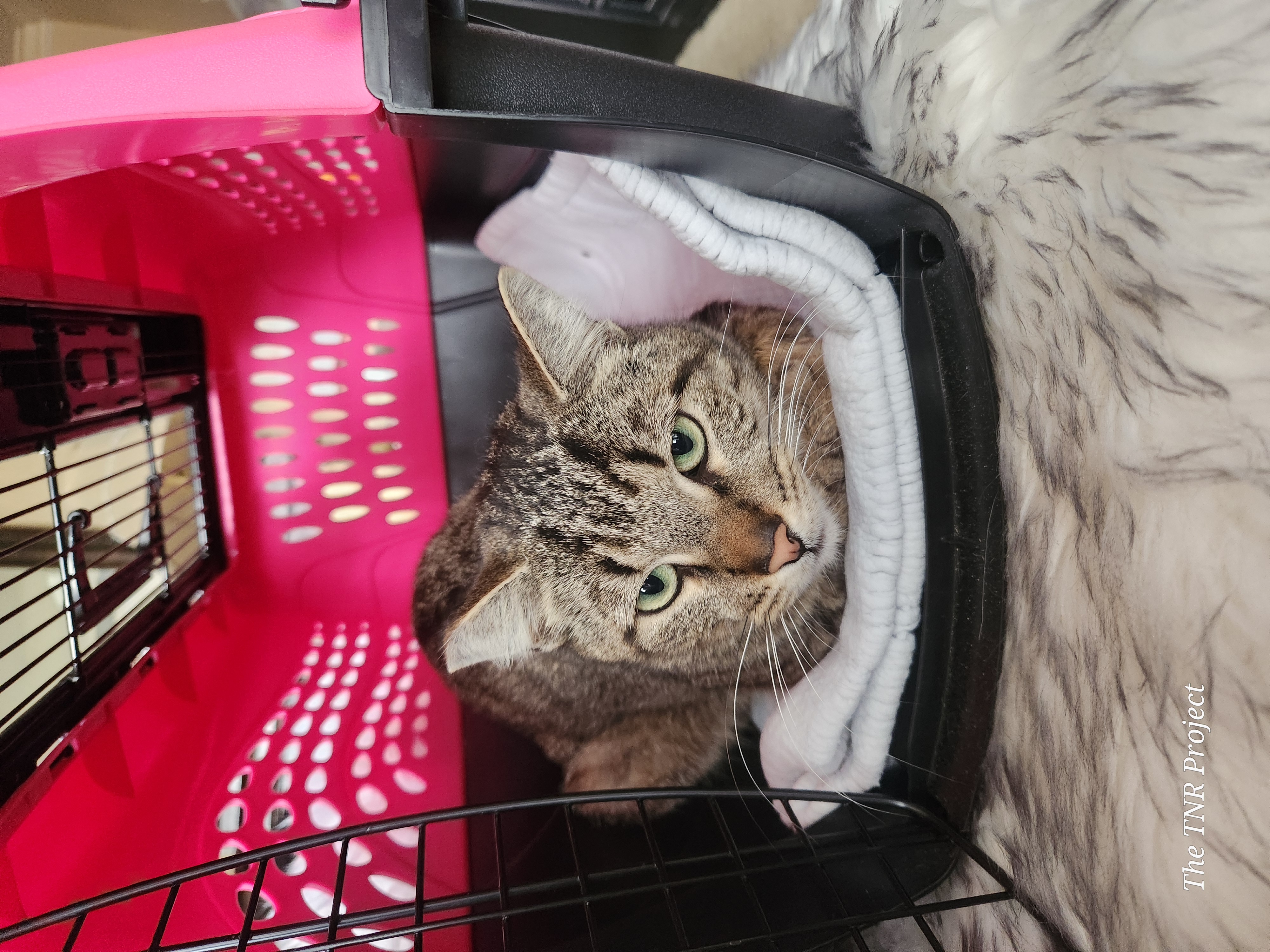 Patches, a Adoptable mixed breed in Monrovia, CA image 5/5