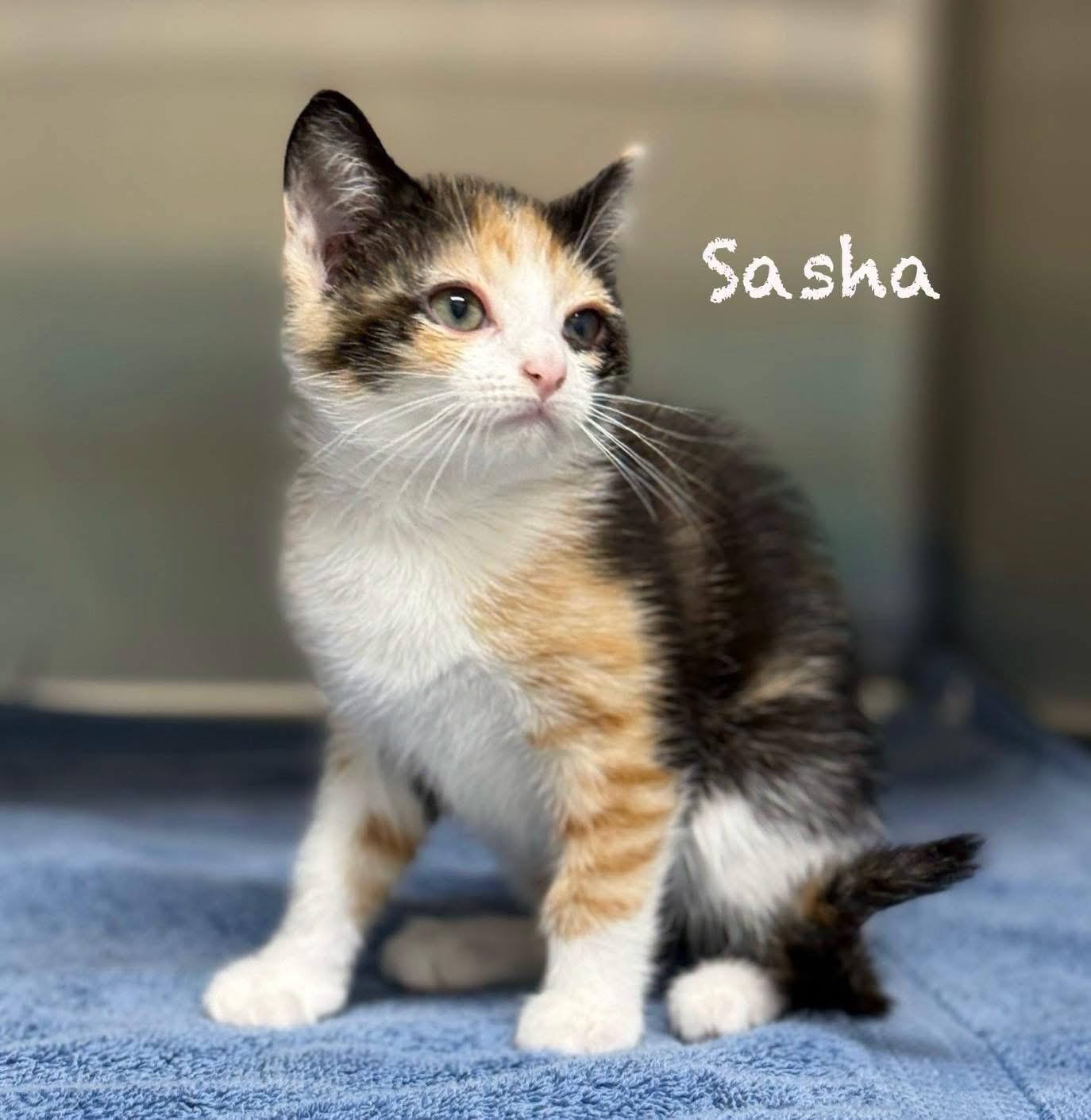 Enlarge Sasha, an adopted Domestic Short Hair in Pawleys Island, SC image 1/1