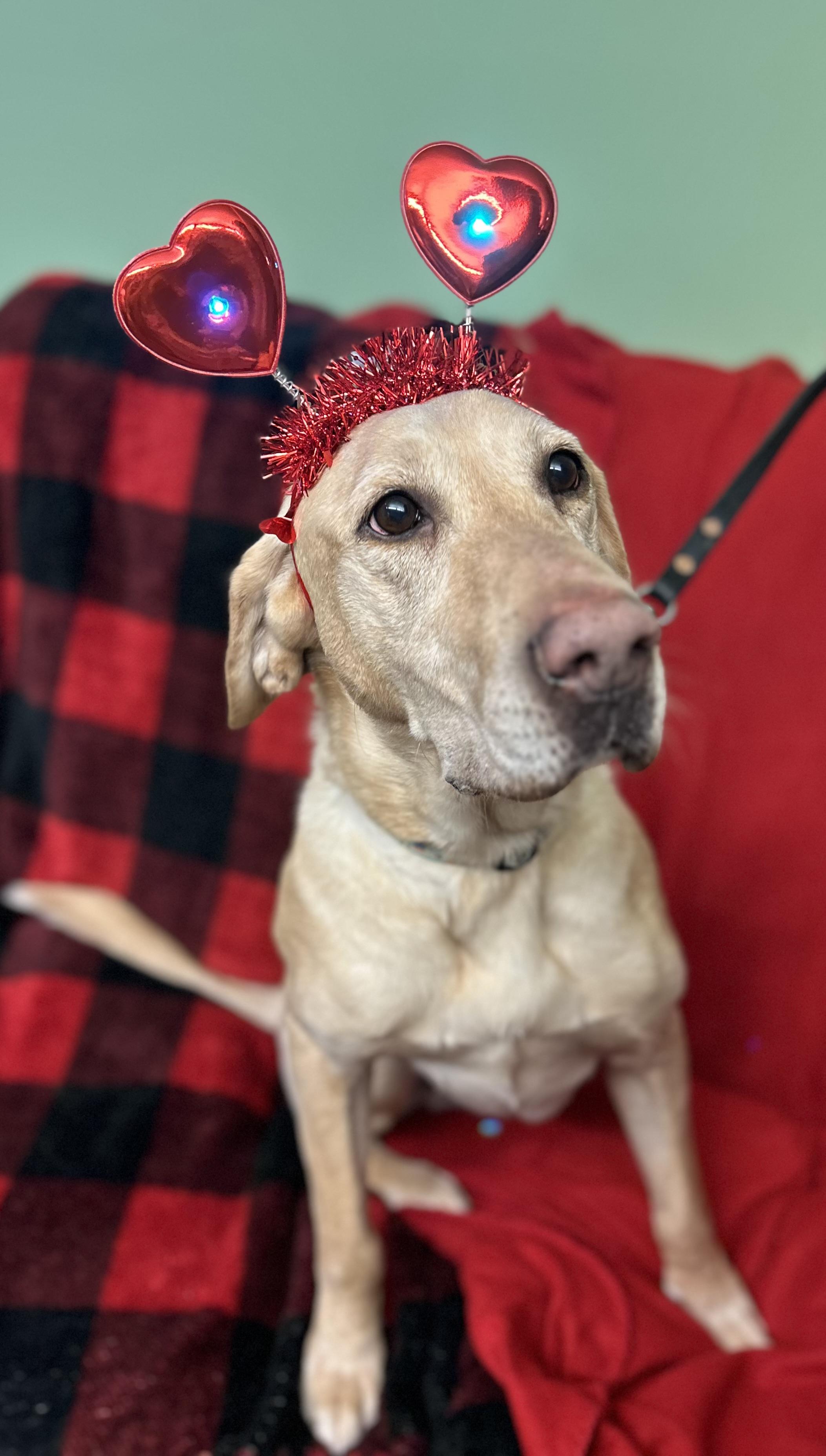 Enlarge Dakota, an adoptable Yellow Labrador Retriever in Howes Cave, NY image 4/5