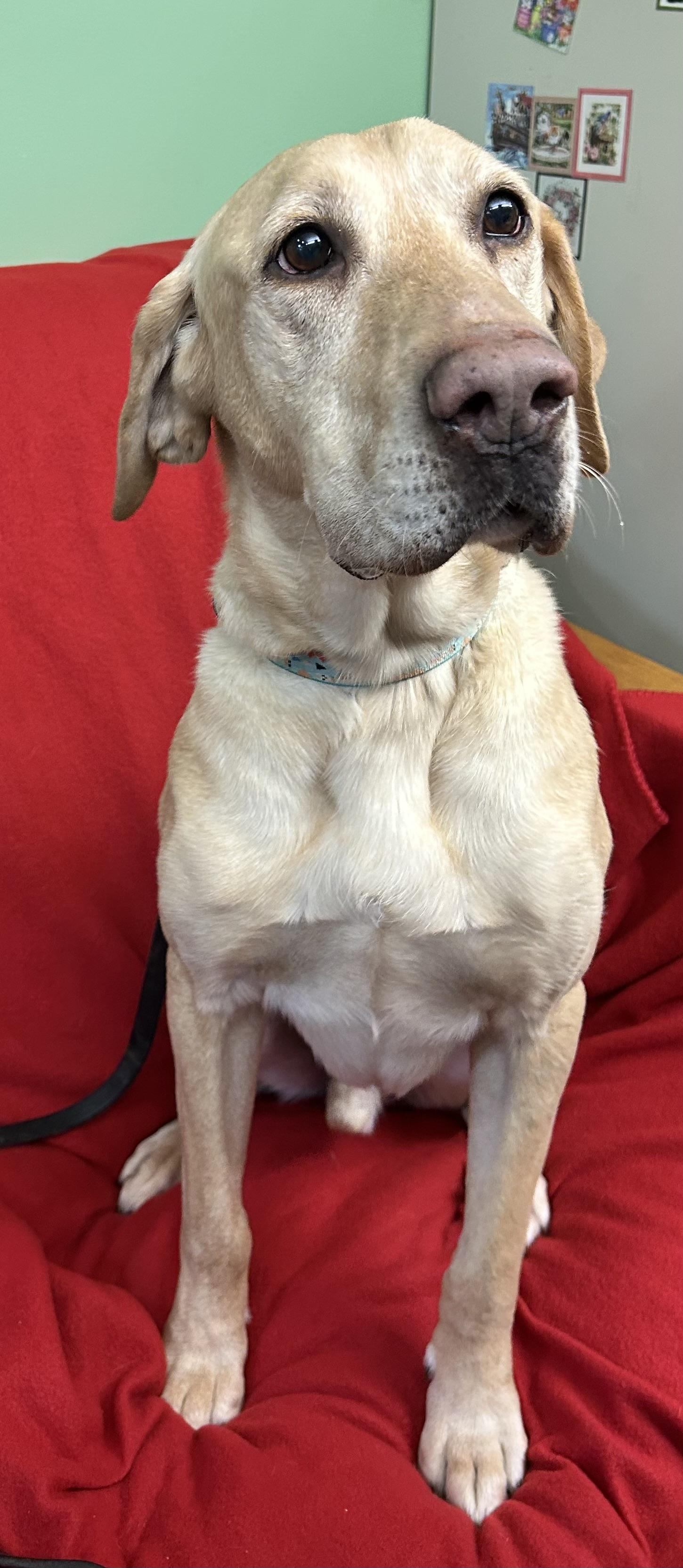 Enlarge Dakota, an adoptable Yellow Labrador Retriever in Howes Cave, NY image 5/5