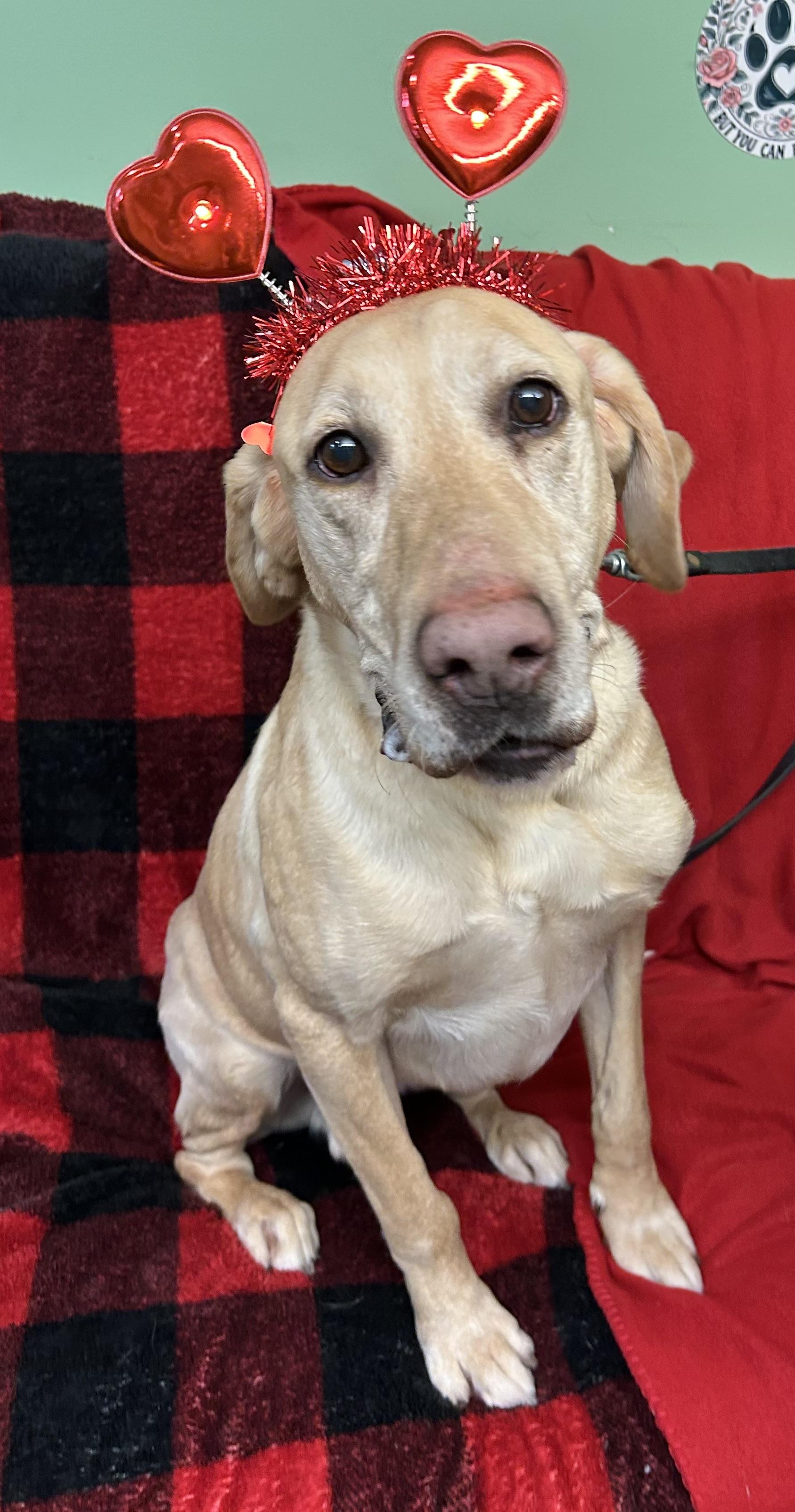 Enlarge Dakota, an adoptable Yellow Labrador Retriever in Howes Cave, NY image 1/5