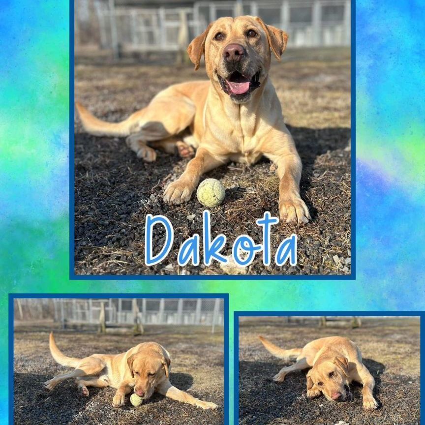 Enlarge Dakota, an adoptable Yellow Labrador Retriever in Howes Cave, NY image 2/5