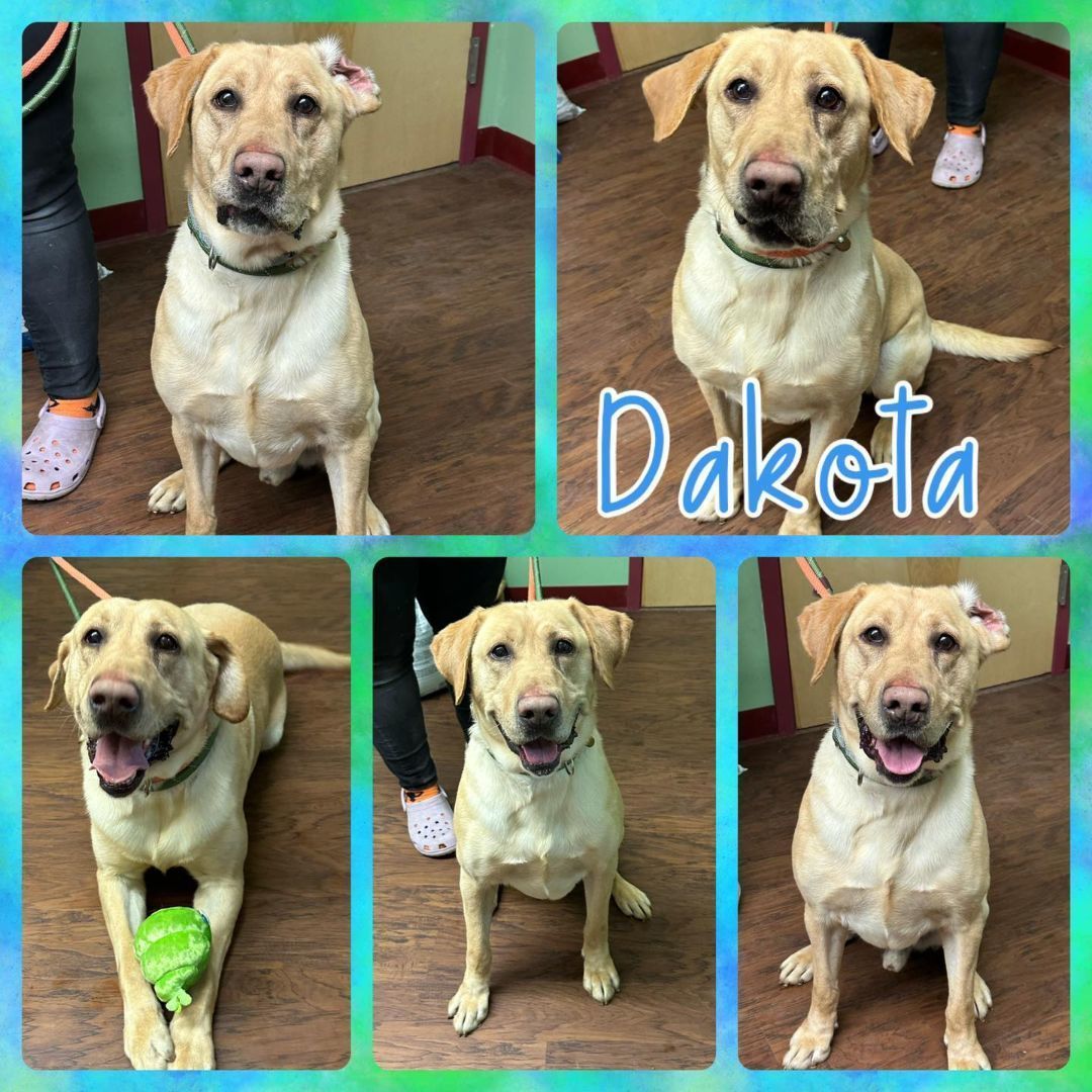 Enlarge Dakota, an adoptable Yellow Labrador Retriever in Howes Cave, NY image 3/5
