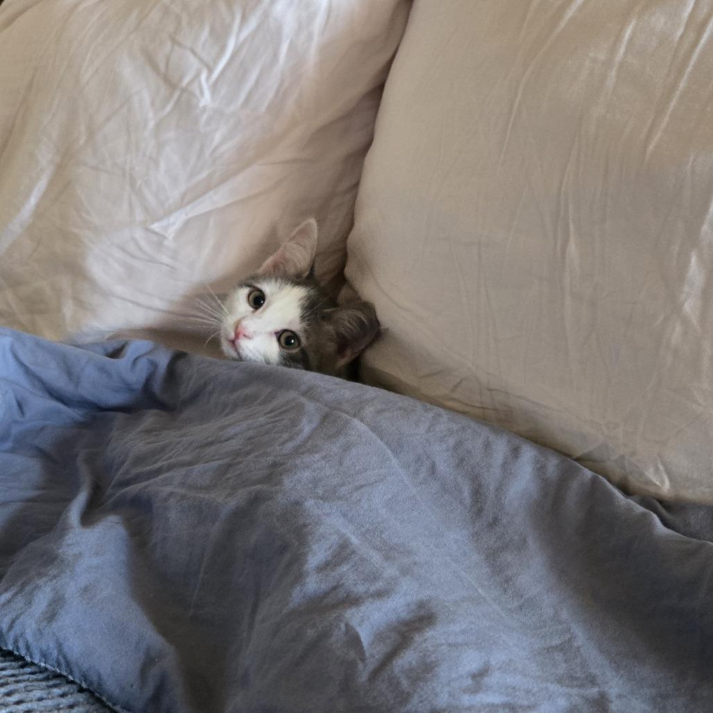 Tigress and Cubs - Rajah, Adoptable, Kitten Male Domestic Short Hair.