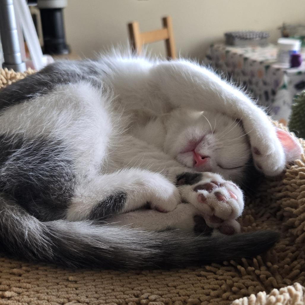 Enlarge Tigress and Cubs - Rajah, a Adoptable Domestic Short Hair in Washington, DC image 2/5