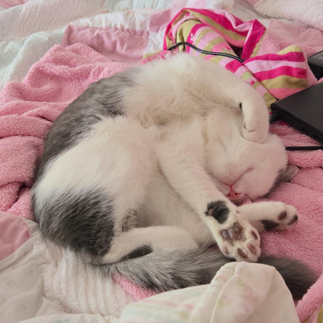 Tigress and Cubs - Rajah, a Adoptable Domestic Short Hair in Washington, DC image 4/6