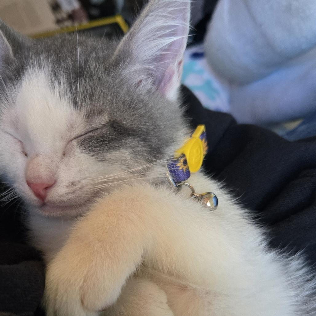 Enlarge Tigress and Cubs - Rajah, a Adoptable Domestic Short Hair in Washington, DC image 3/5