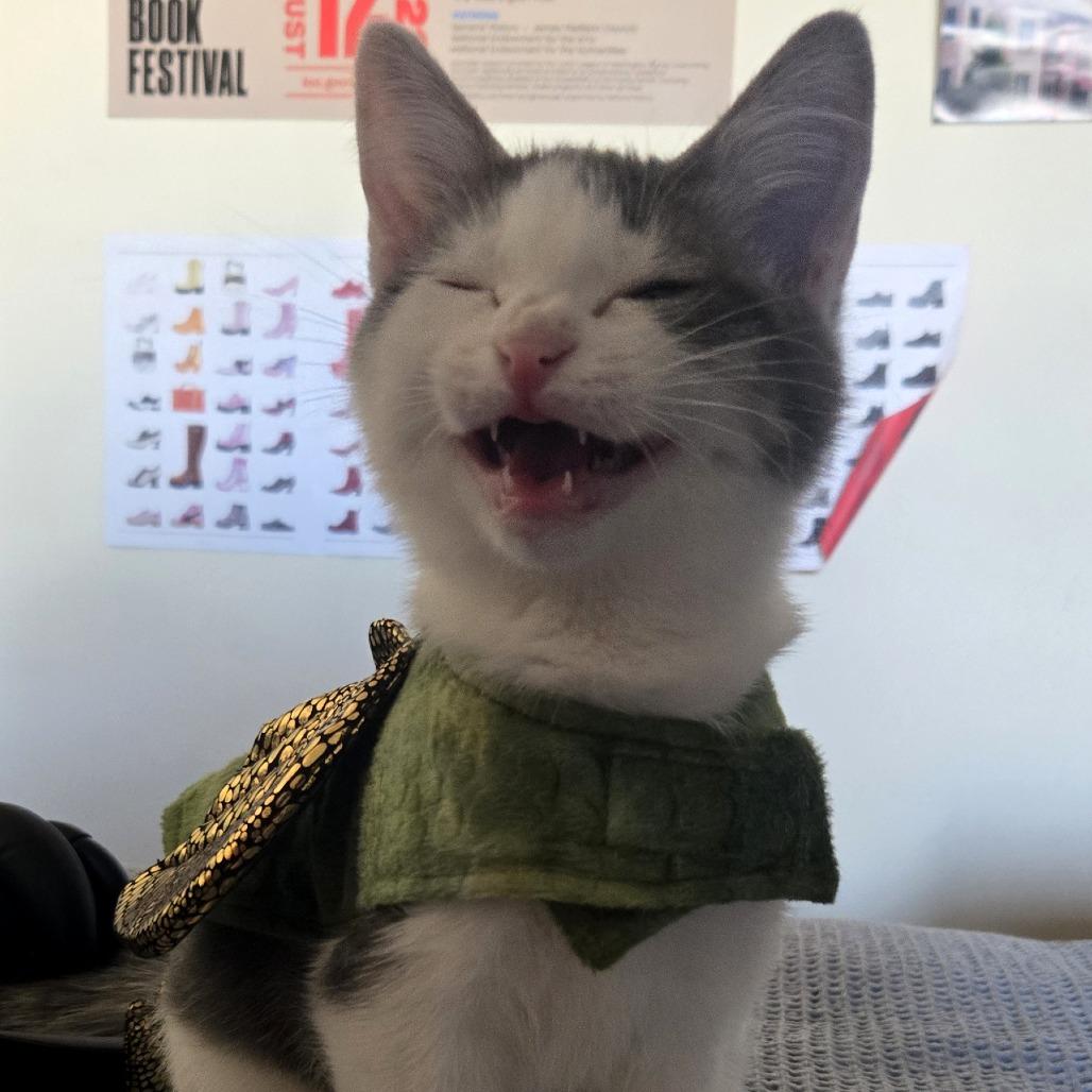 Enlarge Tigress and Cubs - Rajah, a Adoptable Domestic Short Hair in Washington, DC image 4/5