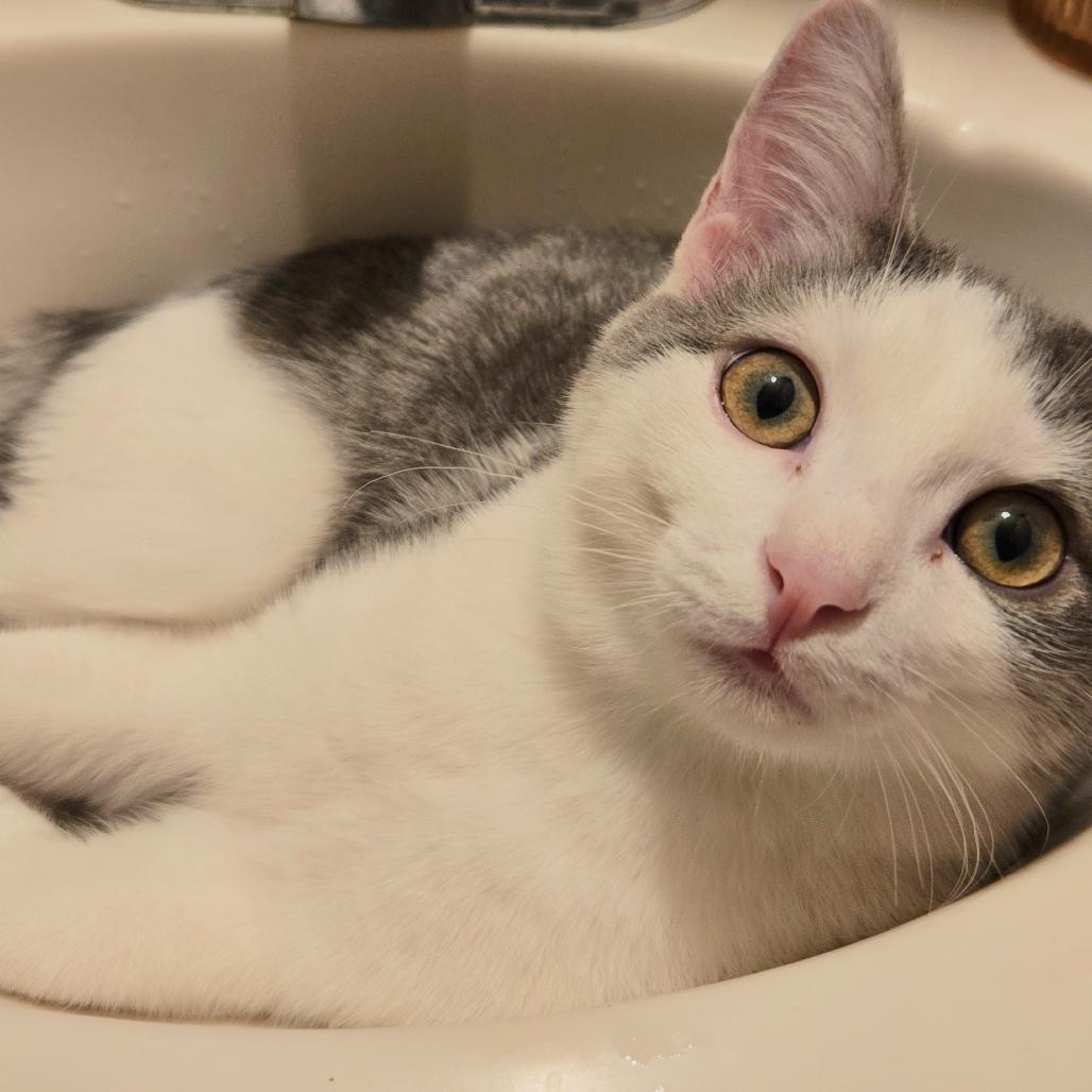 Tigress and Cubs - Rajah, a Adoptable Domestic Short Hair in Washington, DC image 6/6