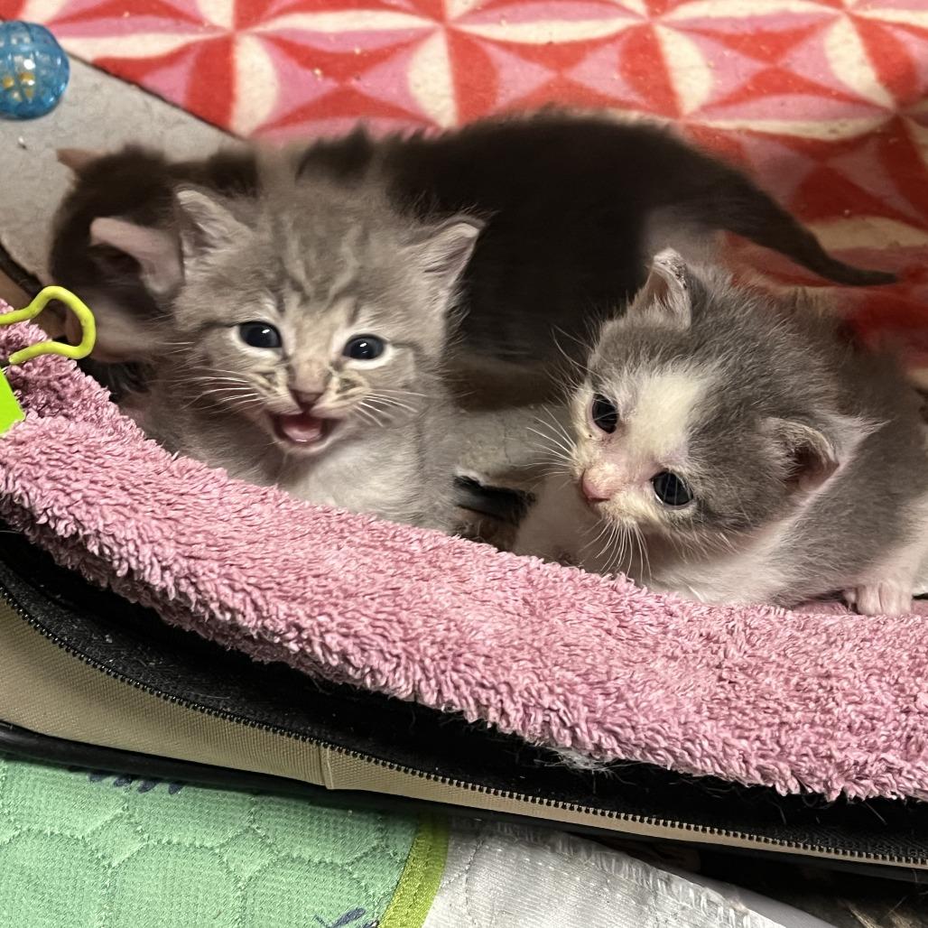 Enlarge Tigress and Cubs - Rajah, a Adoptable Domestic Short Hair in Washington, DC image 5/5