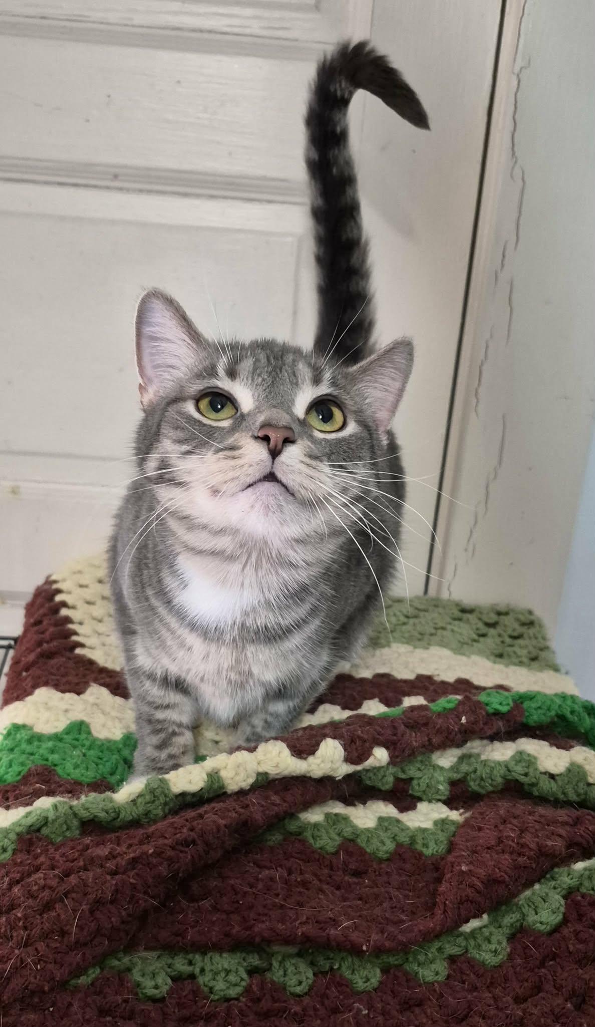 Princess, ADOPTABLE, Young Female Domestic Short Hair.