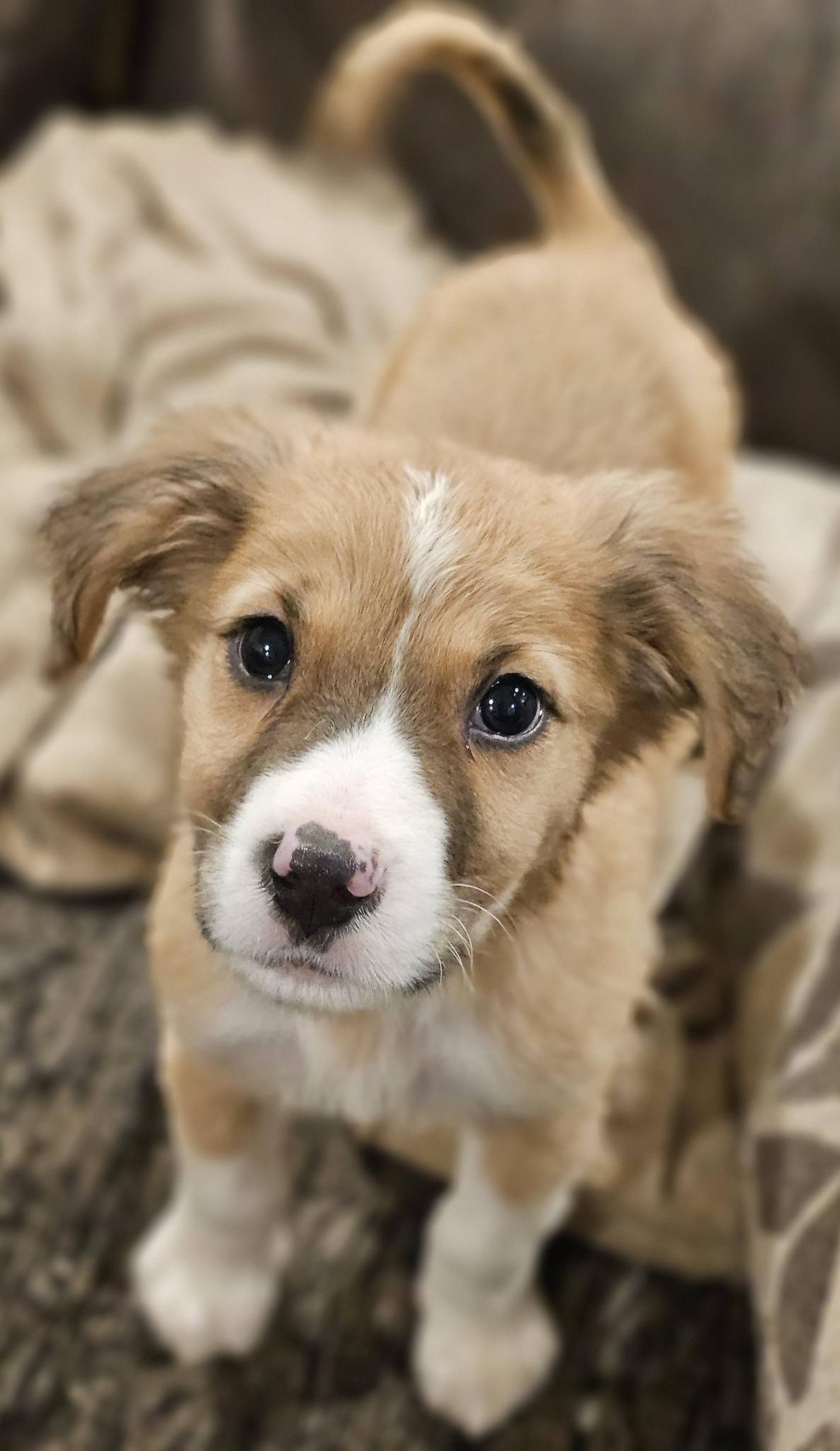 Enlarge Bunny, an adoptable Great Pyrenees in Fort Payne, AL image 3/4