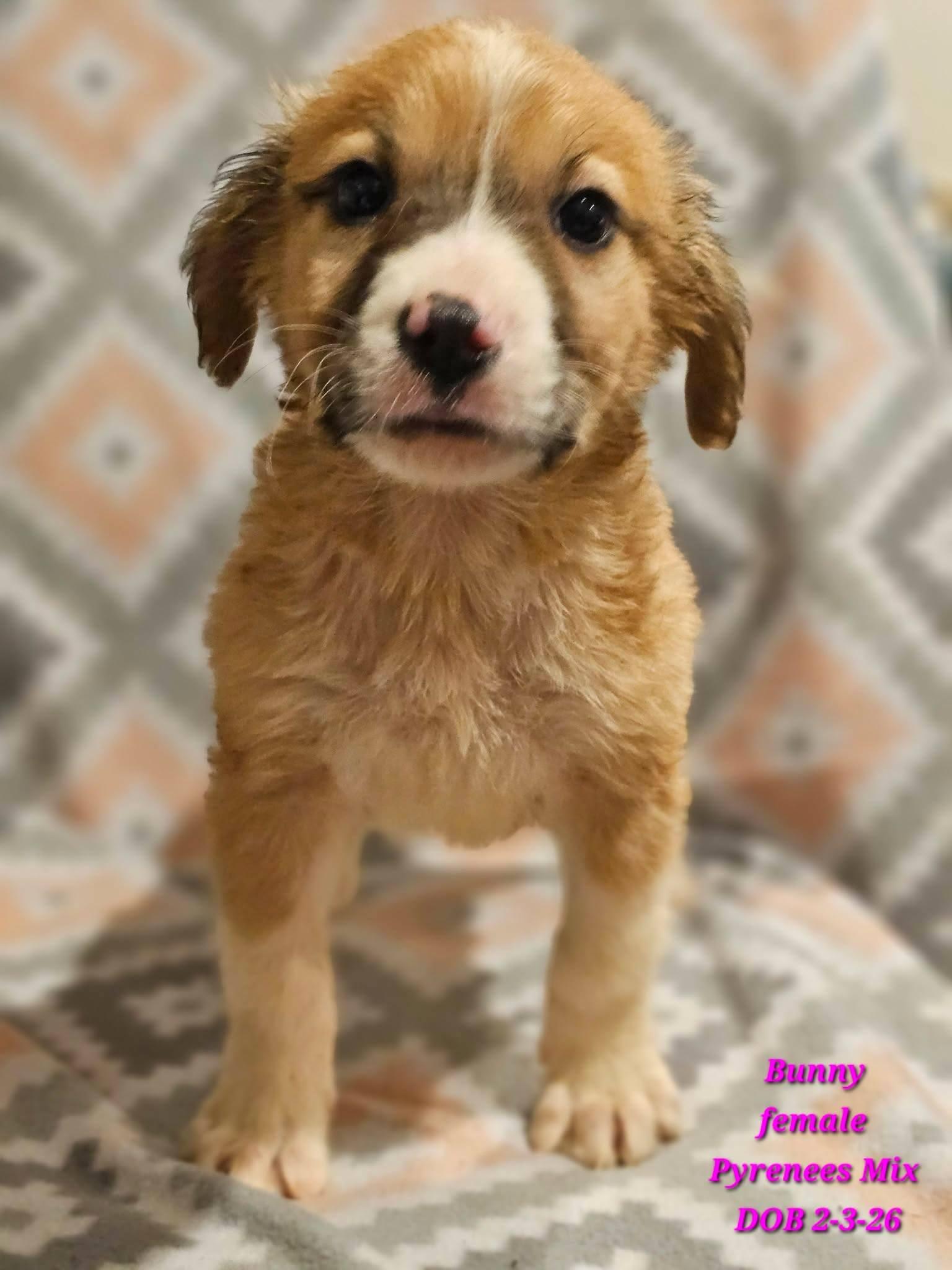 Enlarge Bunny, an adoptable Great Pyrenees in Fort Payne, AL image 2/4