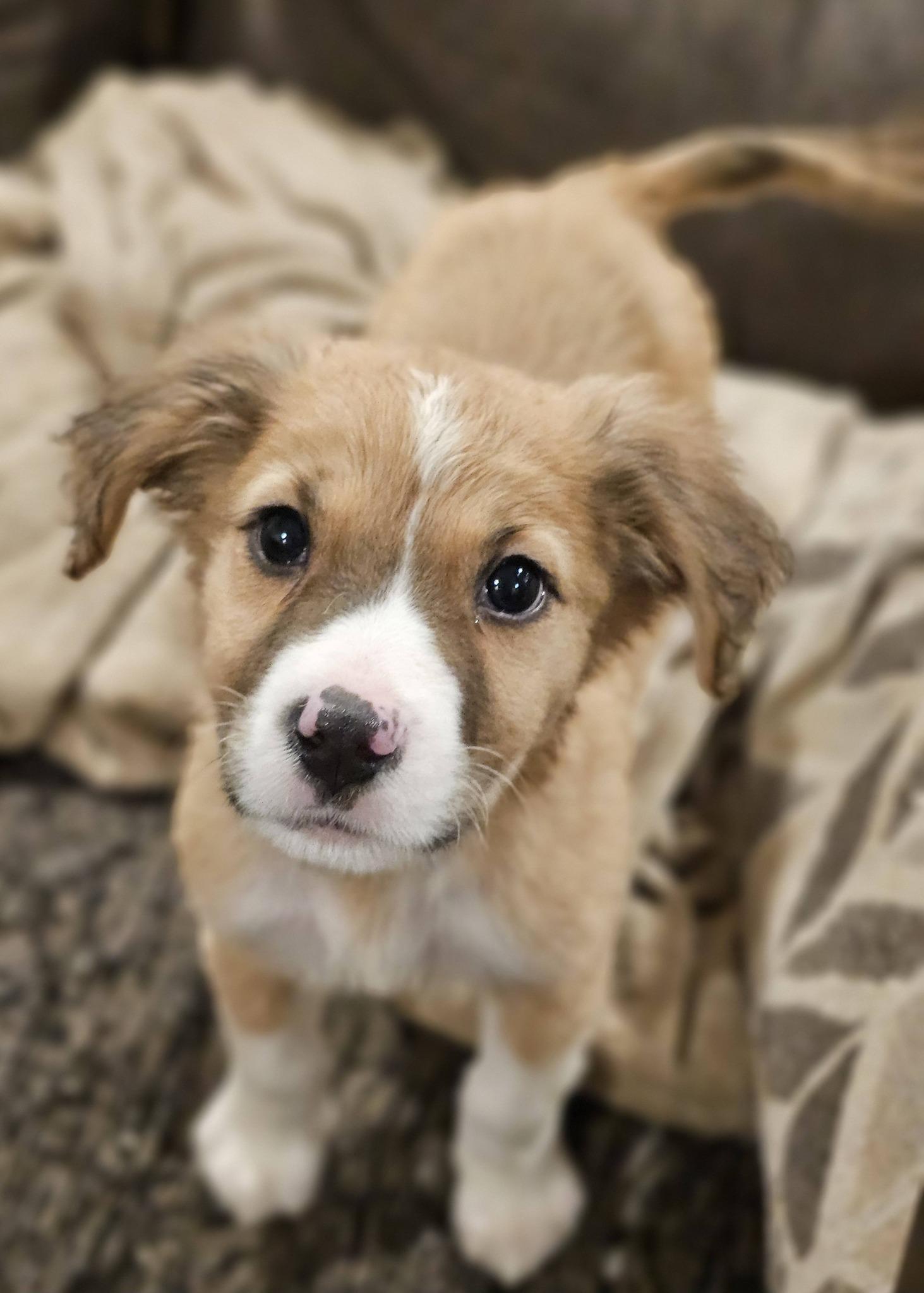 Enlarge Bunny, an adoptable Great Pyrenees in Fort Payne, AL image 4/4
