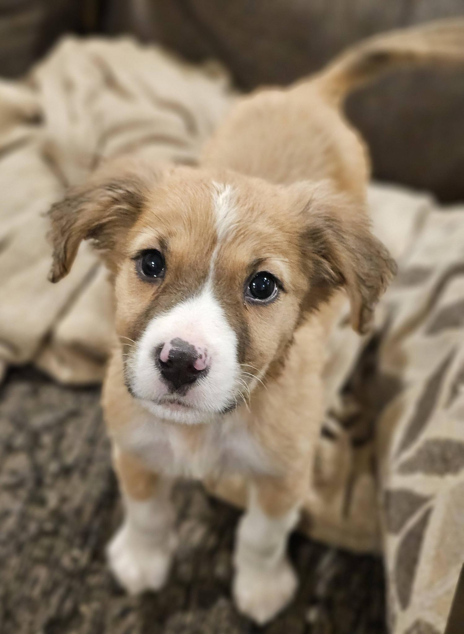 Bunny, adoptable, Puppy Female Great Pyrenees.