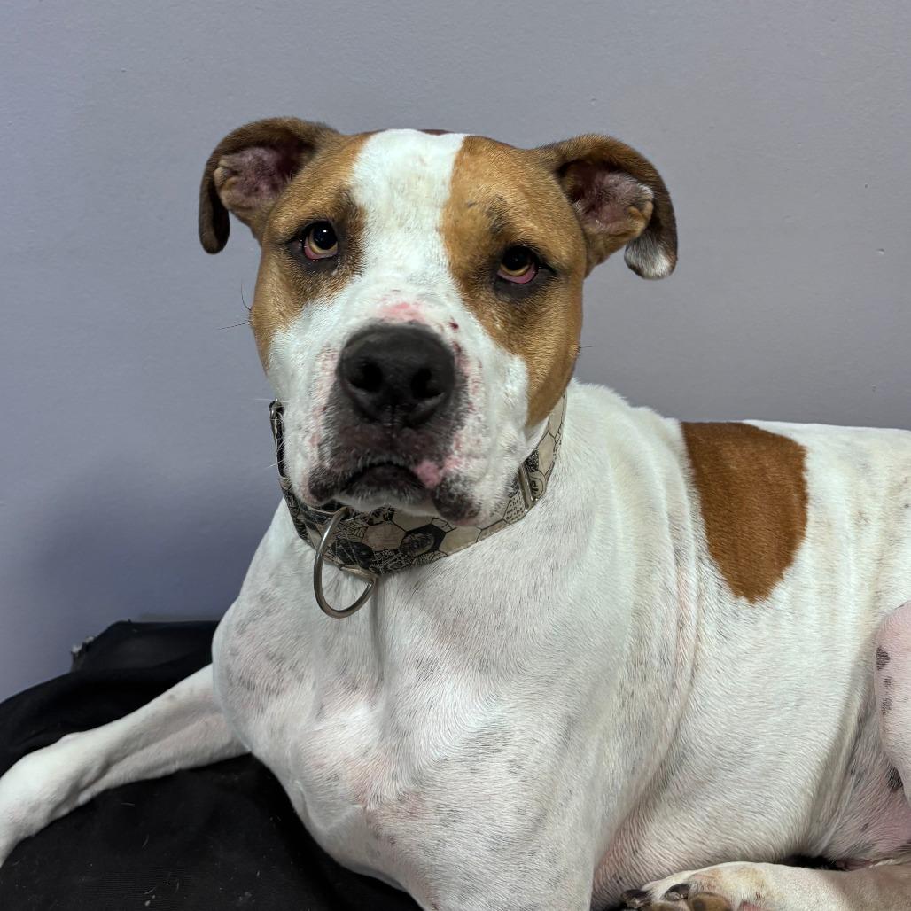 Tommy Boy, Adoptable, Adult Male Pit Bull Terrier & Mixed Breed.
