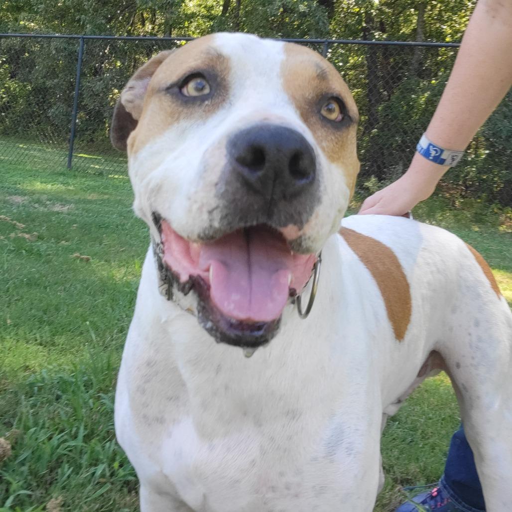 Enlarge Tommy Boy, a Adoptable mixed breed in Cabot, AR image 2/5