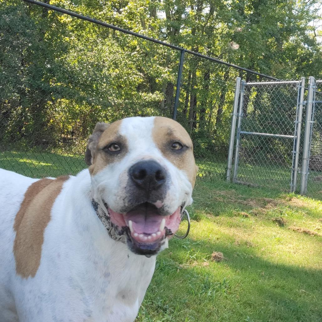 Enlarge Tommy Boy, a Adoptable mixed breed in Cabot, AR image 3/5