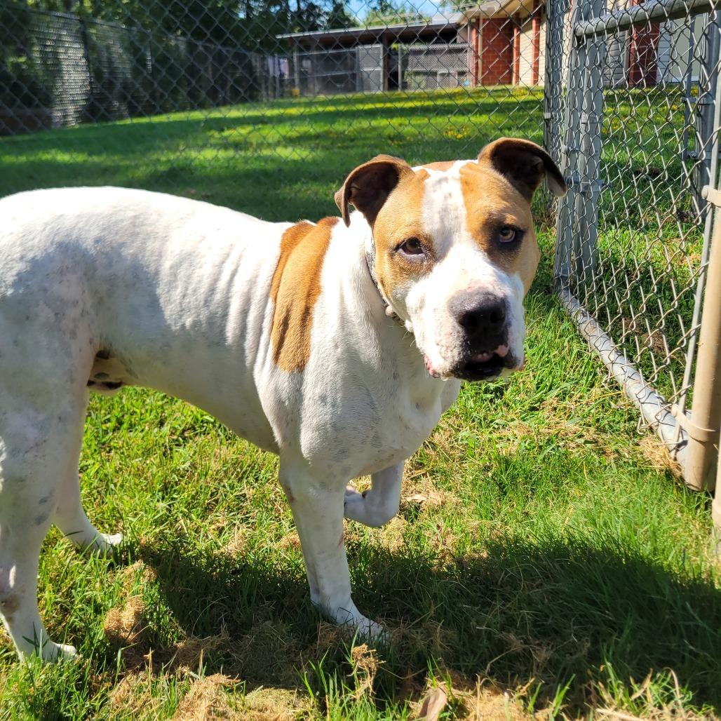 Enlarge Tommy Boy, a Adoptable mixed breed in Cabot, AR image 4/5