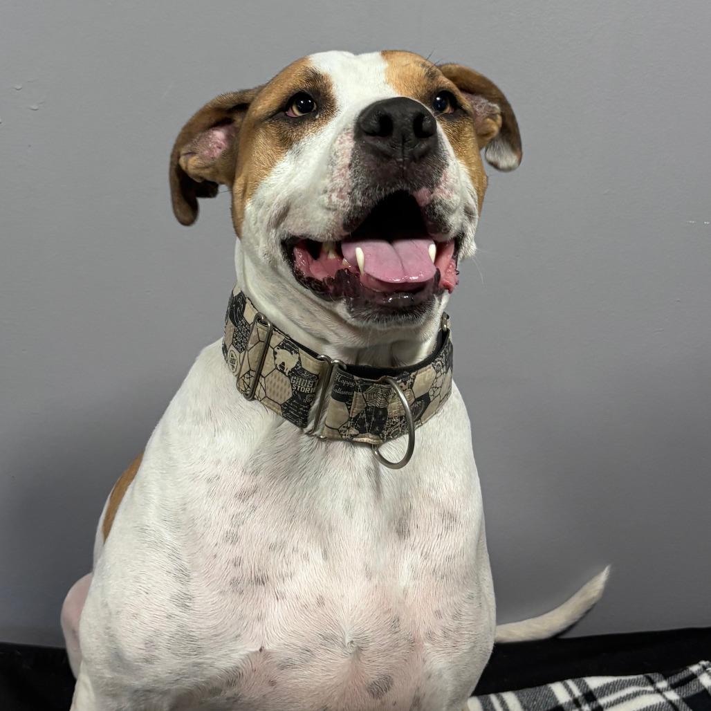Enlarge Tommy Boy, a Adoptable mixed breed in Cabot, AR image 5/5