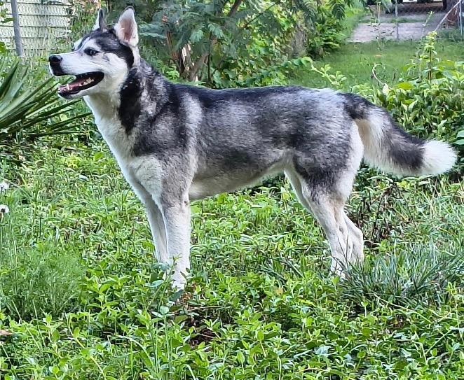 Enlarge Ice, a ADOPTABLE Husky in Greenville, SC image 1/1