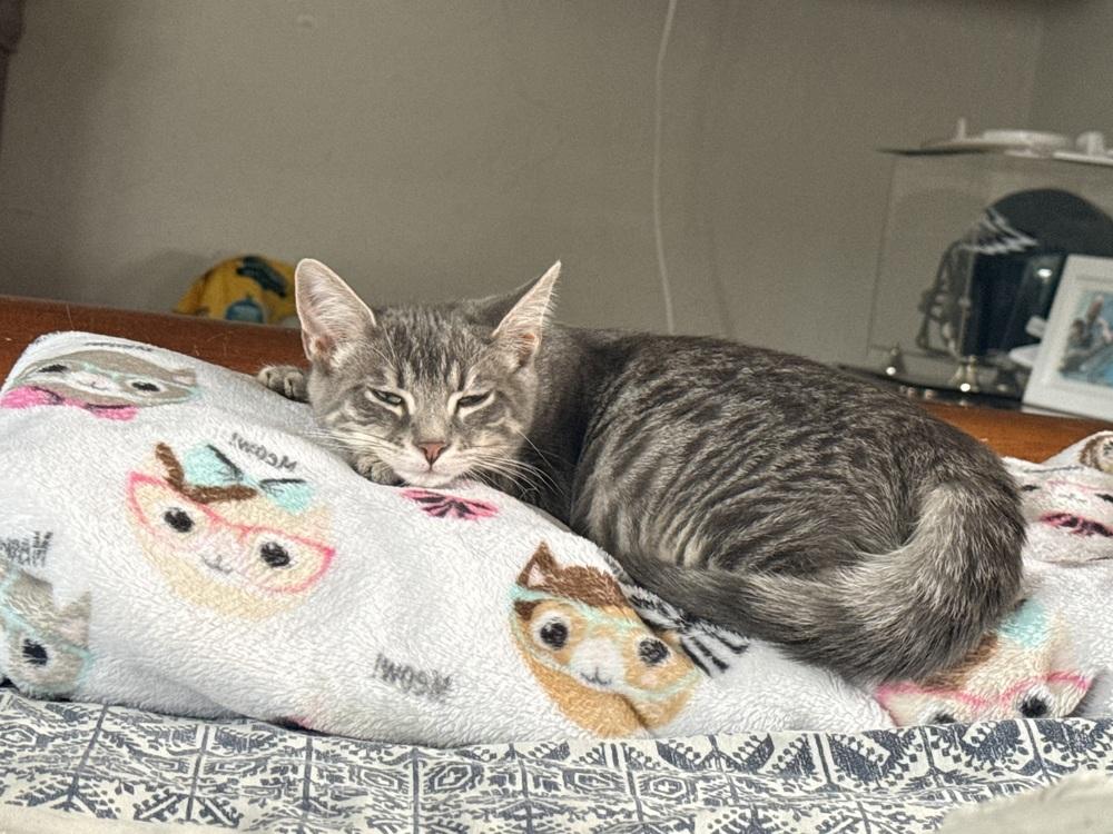 Cornelia, Adoptable, Kitten Female Domestic Short Hair & Domestic Short Hair.