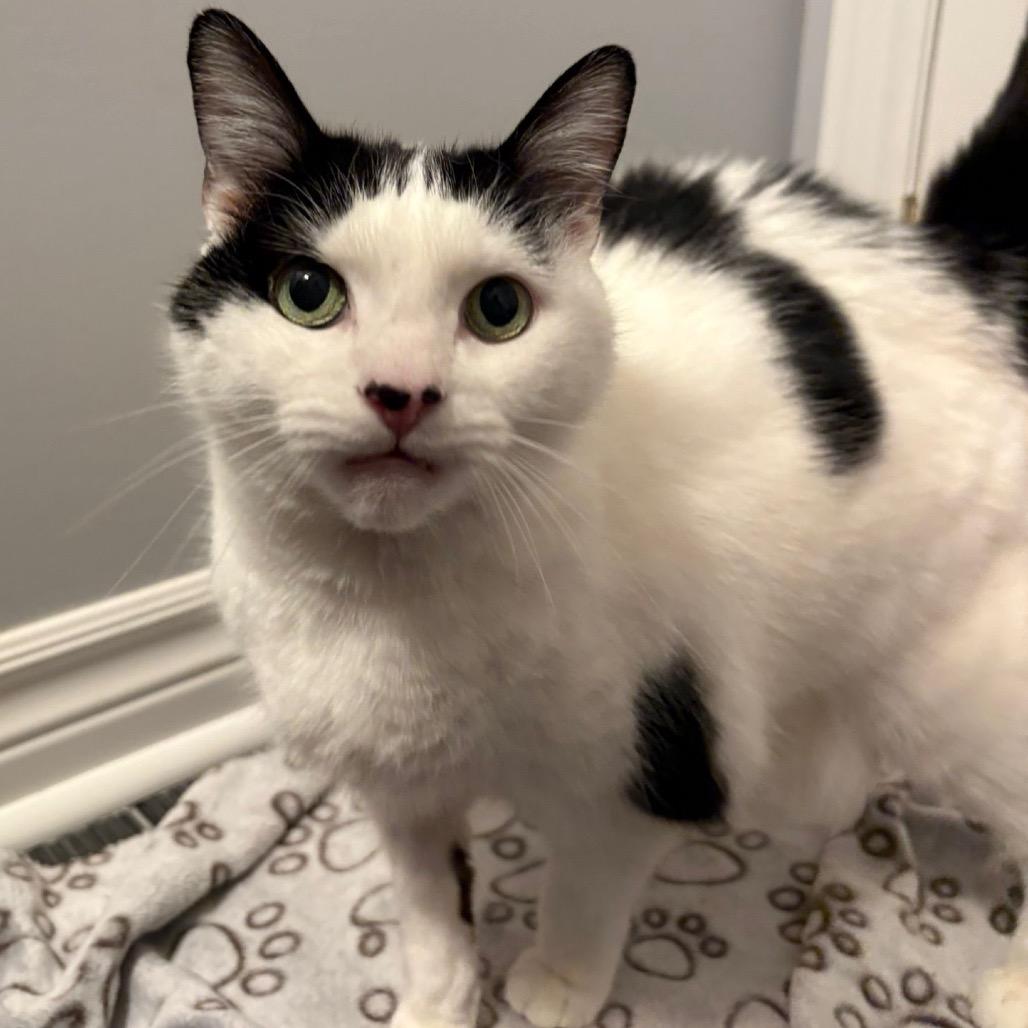 Miss Tea, Adoptable, Senior Female Domestic Short Hair.