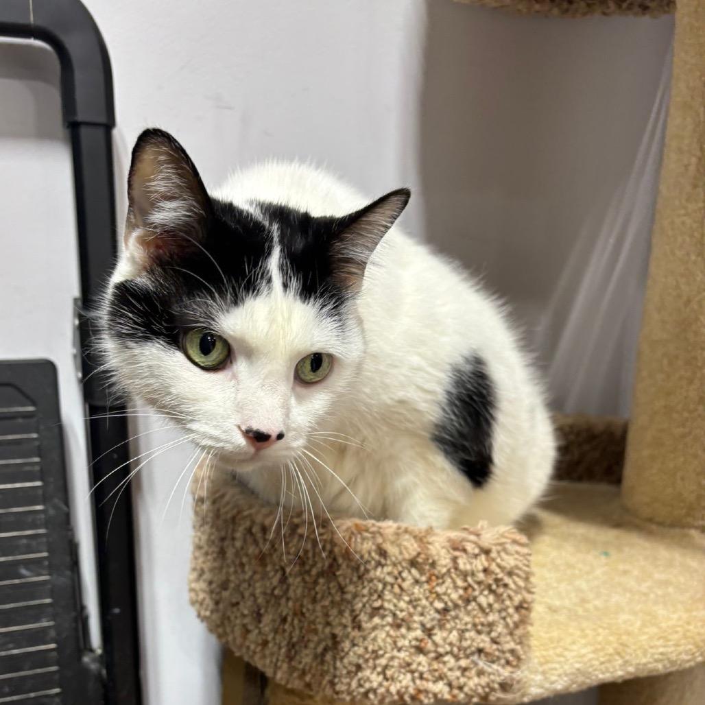Miss Tea, Adoptable, Senior Female Domestic Short Hair.
