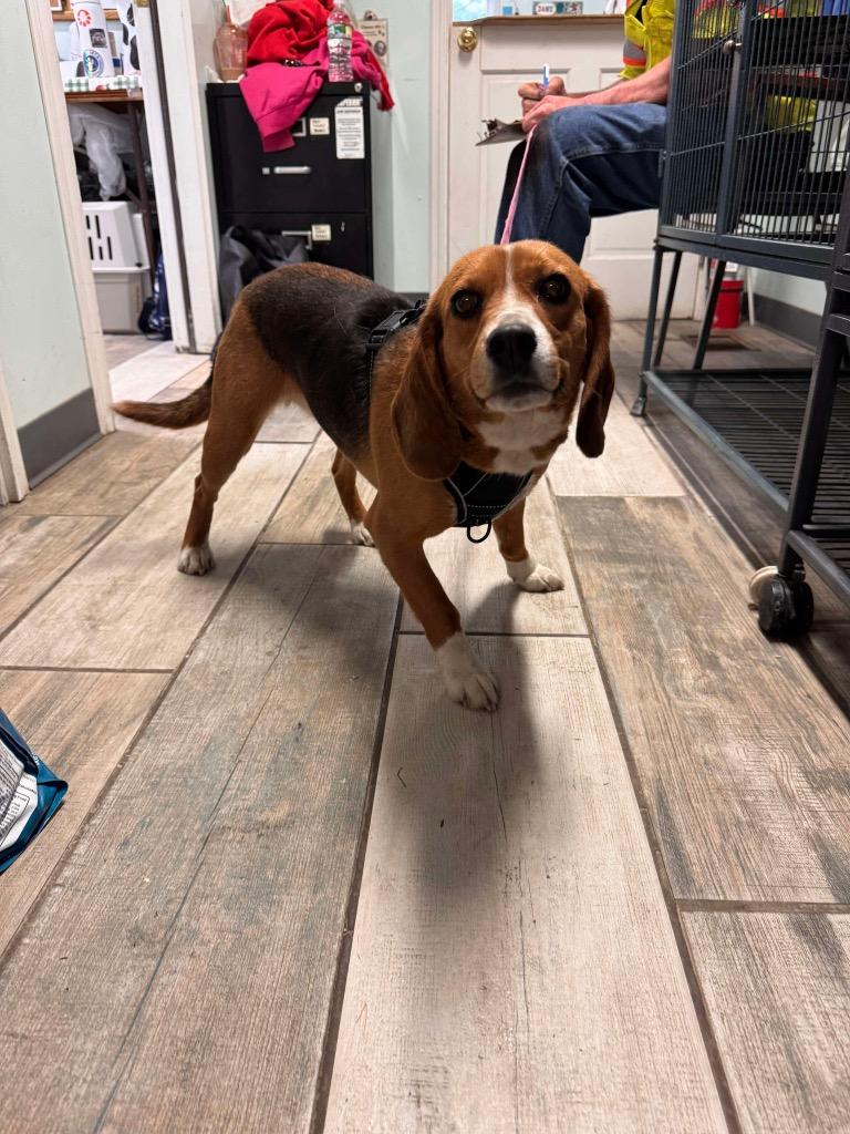 Enlarge Jolene, a Adopted Beagle in Peru, NY image 1/1