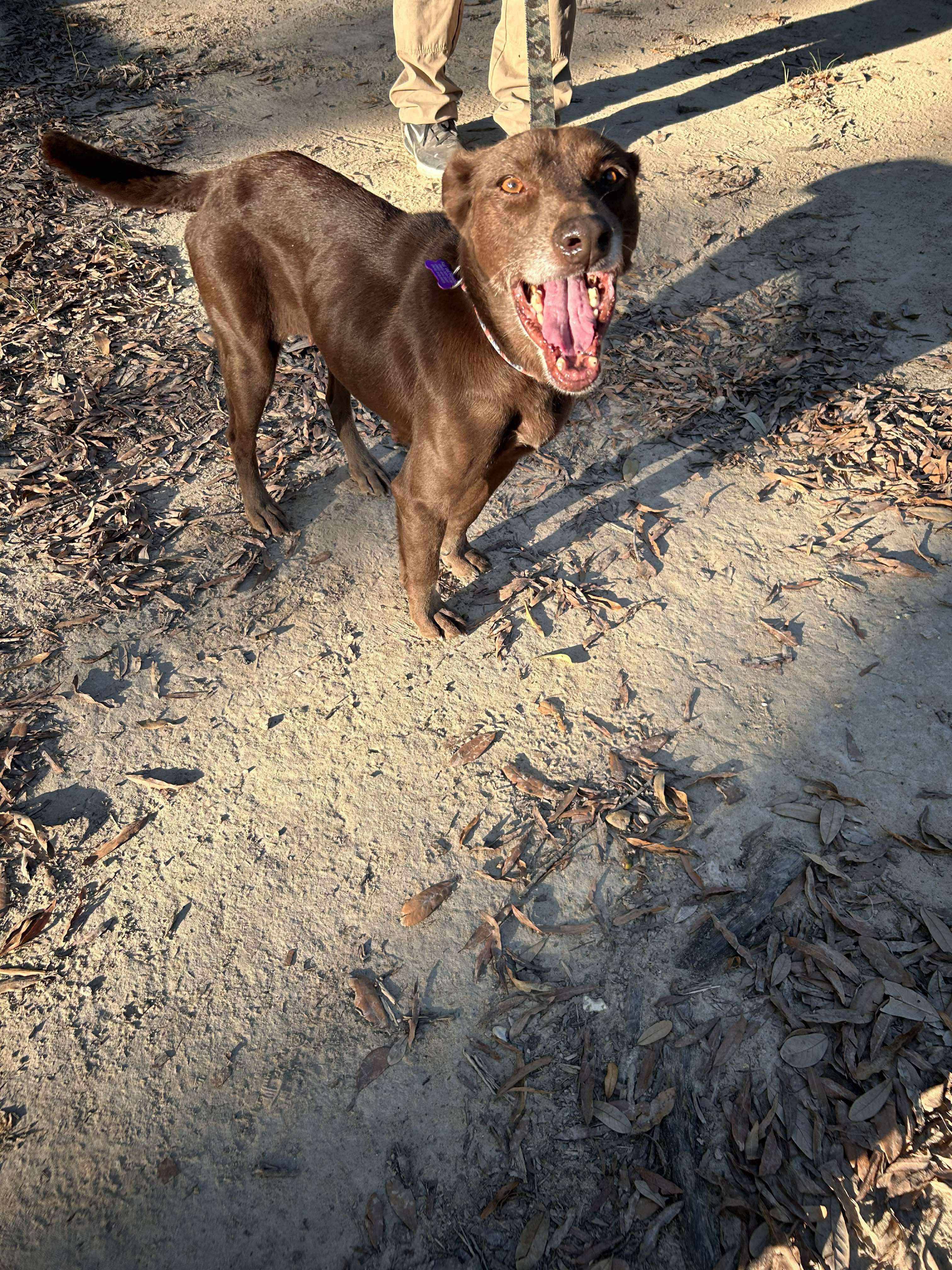 Enlarge Lady, a Adoptable Labrador Retriever in Ponchatoula, LA image 3/4