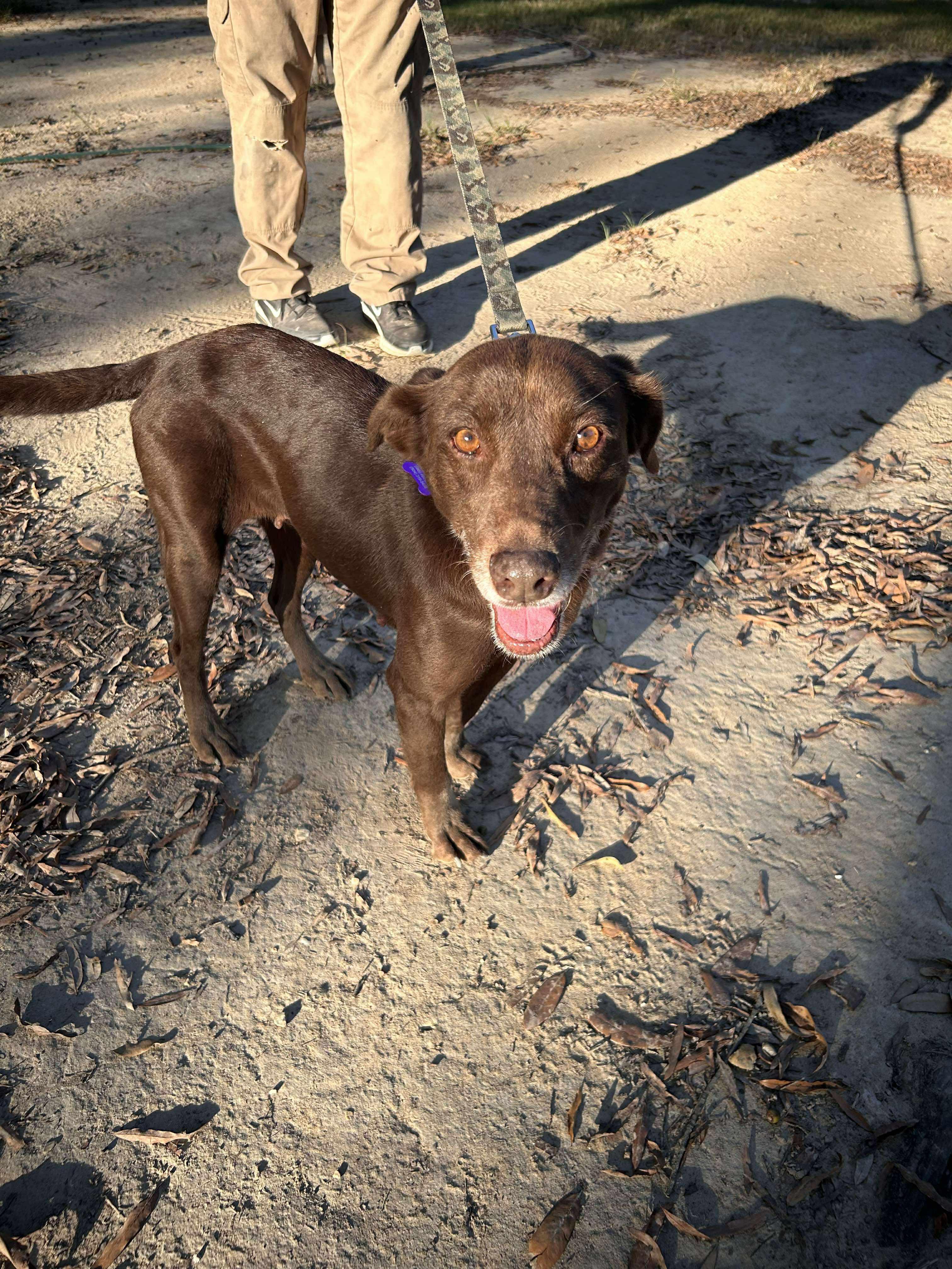 Enlarge Lady, a Adoptable Labrador Retriever in Ponchatoula, LA image 4/4