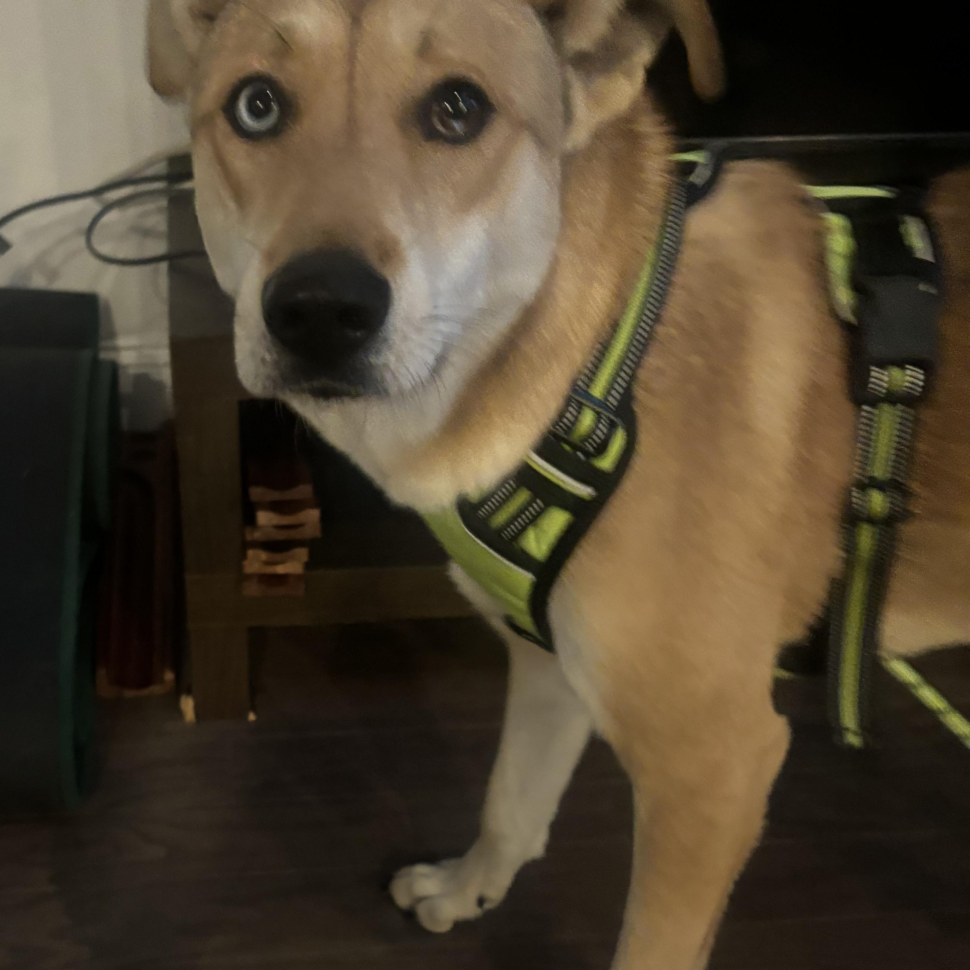 Enlarge Cutie, a Adoptable mixed breed in Duluth, GA image 3/6