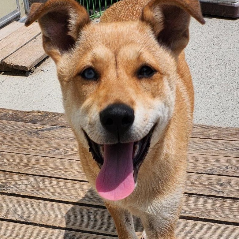 Enlarge Cutie, a Adoptable mixed breed in Duluth, GA image 2/6