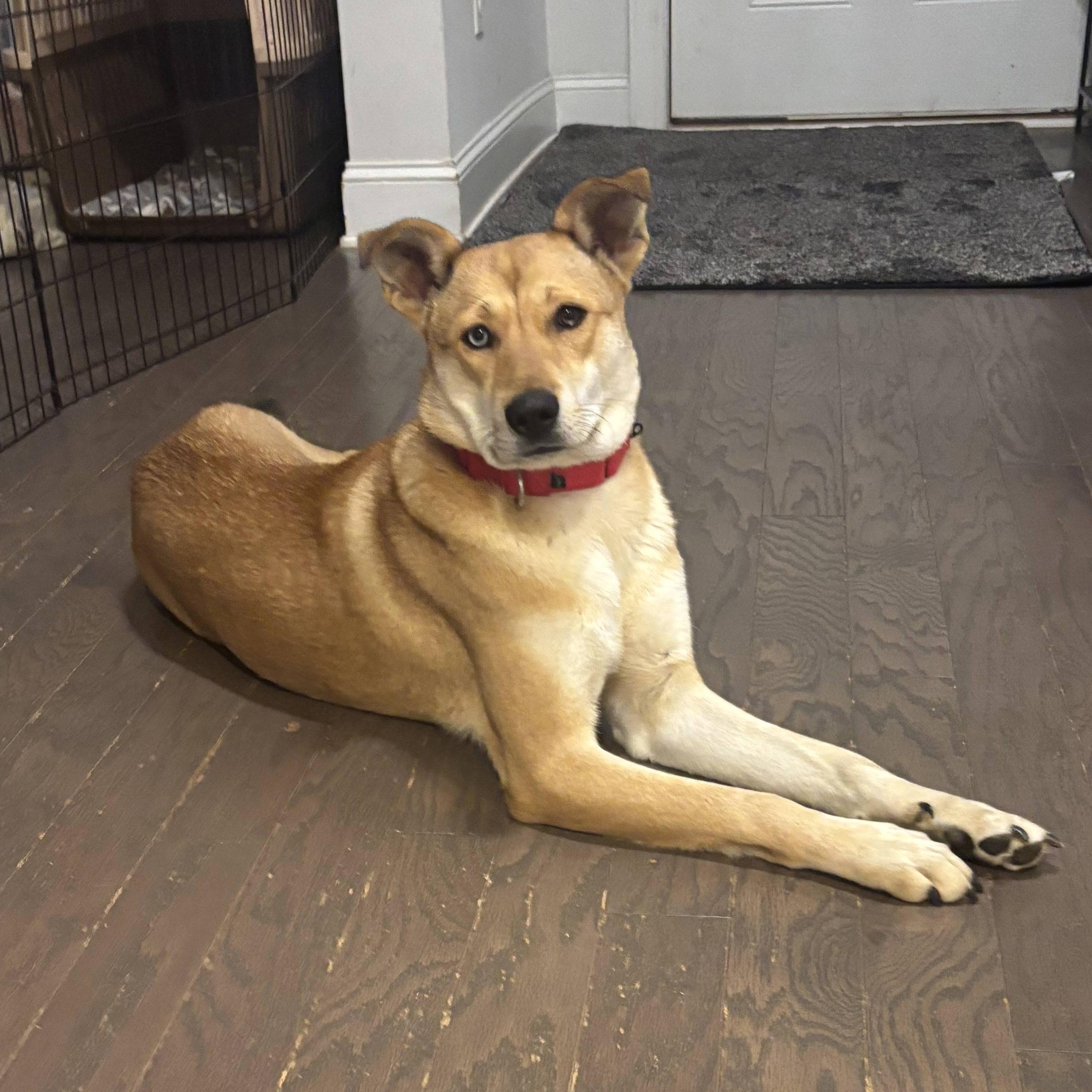 Cutie, Adoptable, Young Female Jindo.