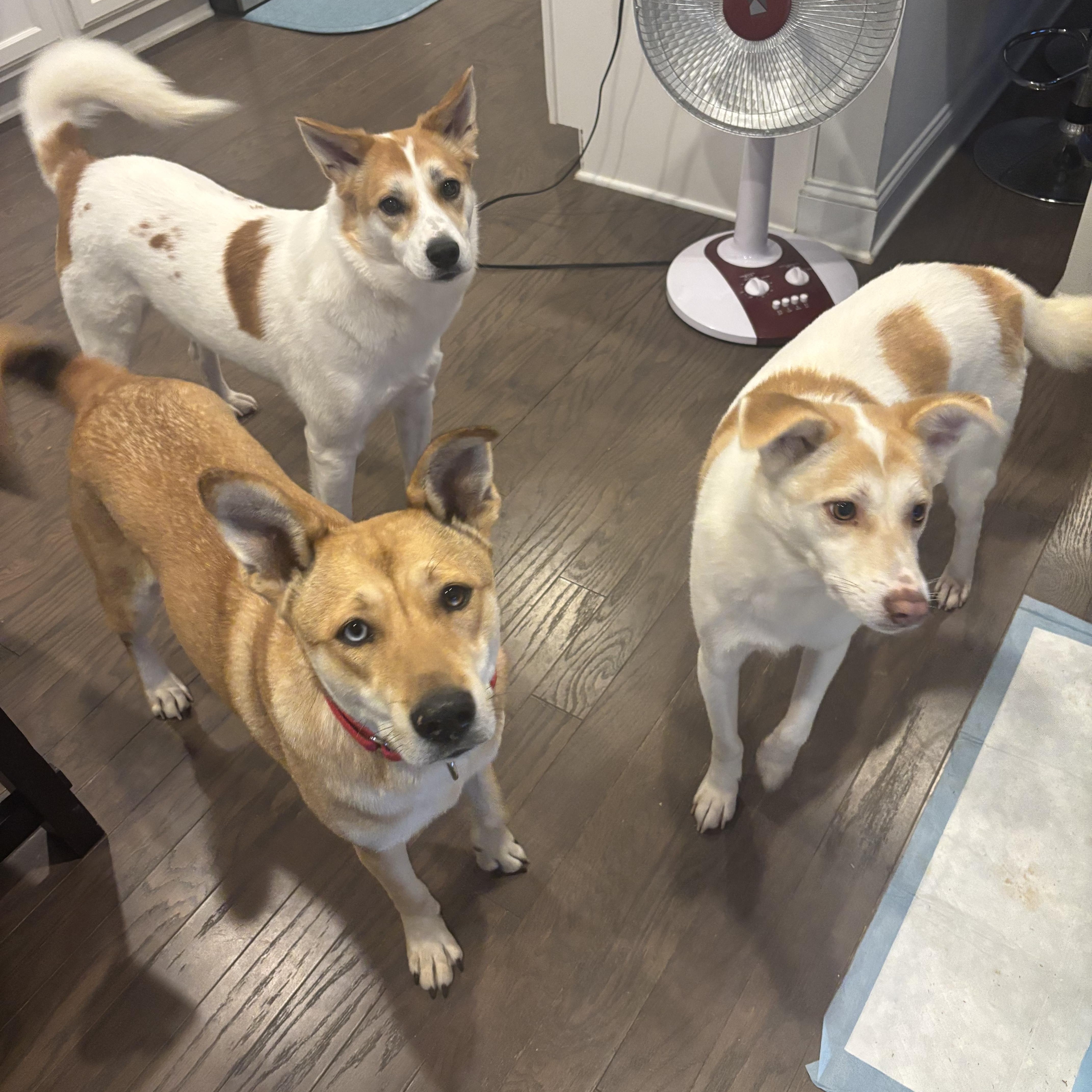 Enlarge Cutie, a Adoptable mixed breed in Duluth, GA image 4/6