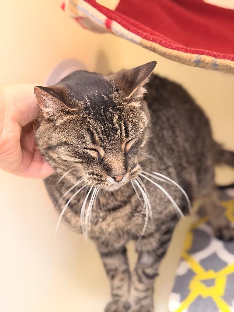 Thor, Adoptable, Adult Male Domestic Short Hair.