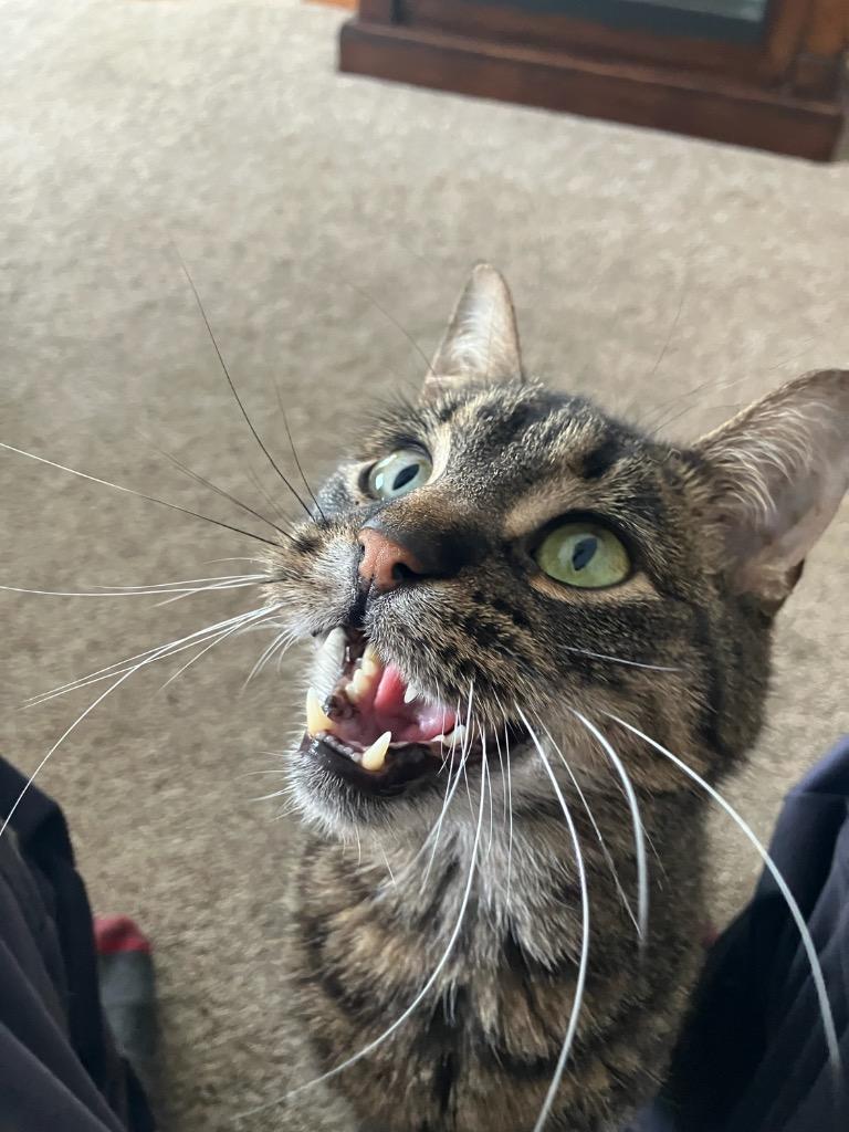 Enlarge Thor, a Adoptable mixed breed in Menomonie, WI image 3/6