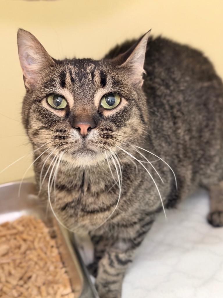 Enlarge Thor, a Adoptable mixed breed in Menomonie, WI image 4/6