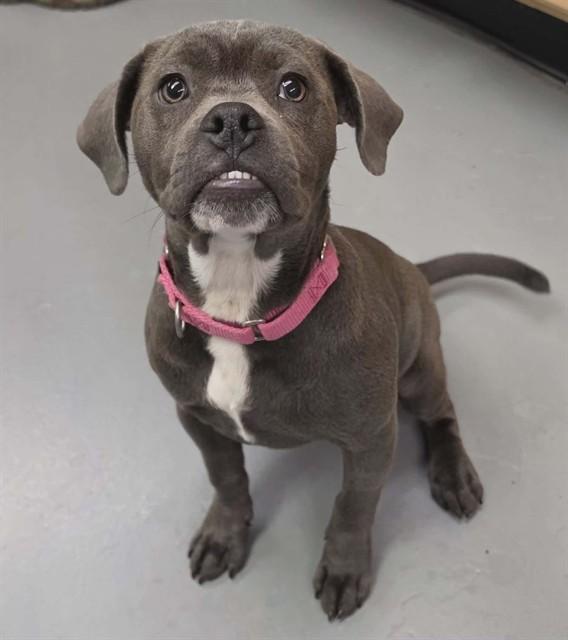 Moo, ADOPTABLE, Puppy Female Pit Bull Terrier.