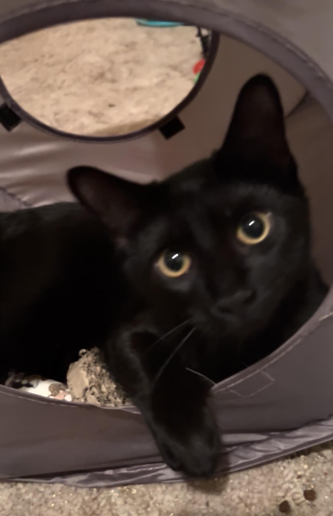 Enlarge Pumpkin, a ADOPTABLE mixed breed in Schenectady, NY image 4/5