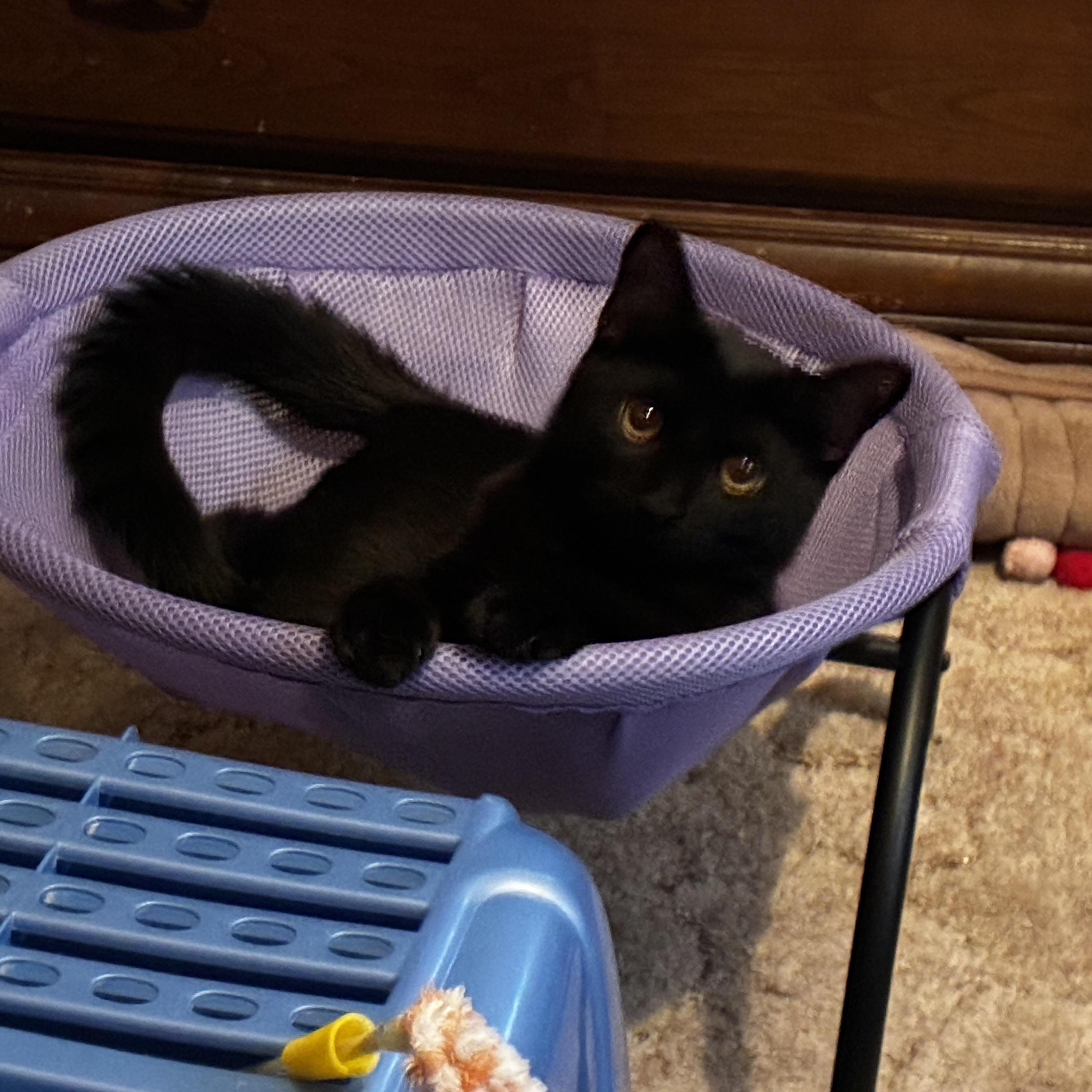 Enlarge Pumpkin, a ADOPTABLE mixed breed in Schenectady, NY image 5/5