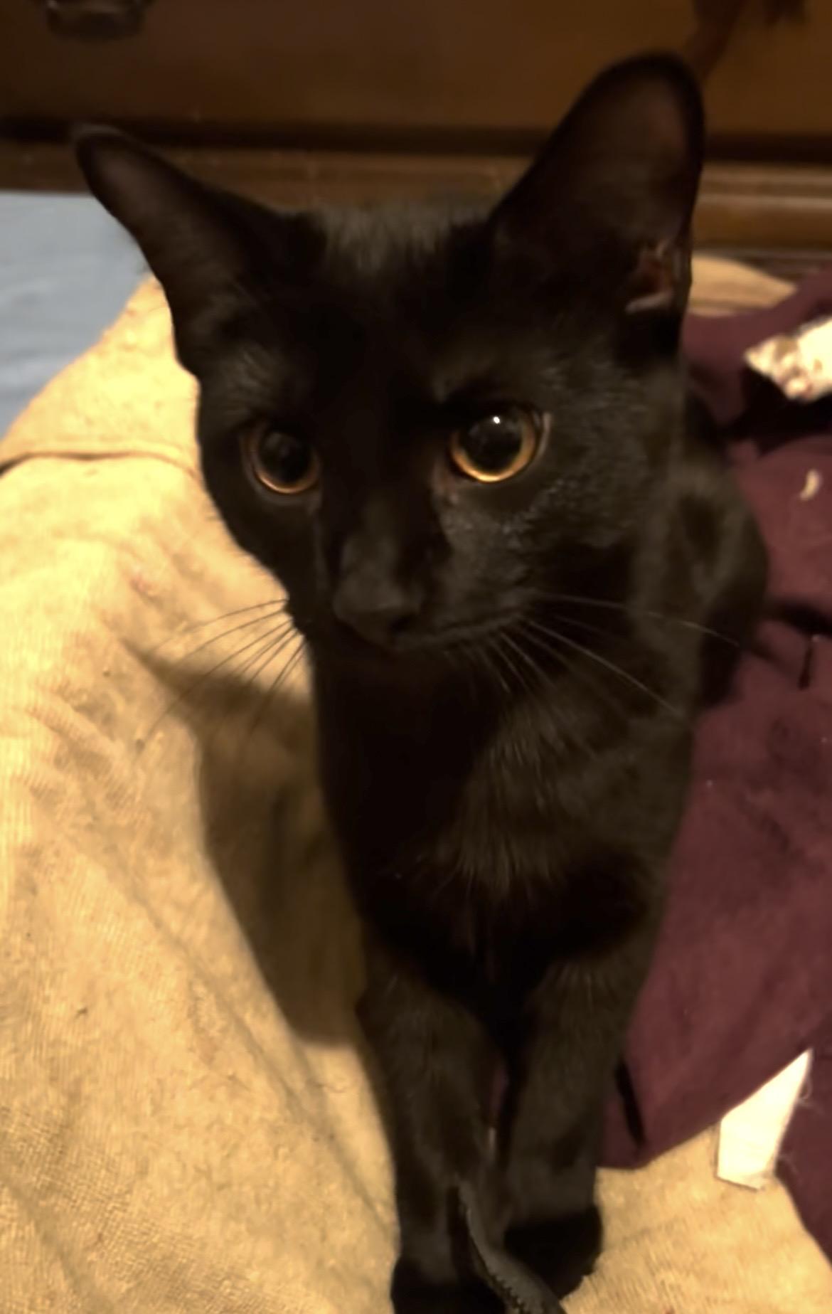Enlarge Pumpkin, a ADOPTABLE mixed breed in Schenectady, NY image 2/5