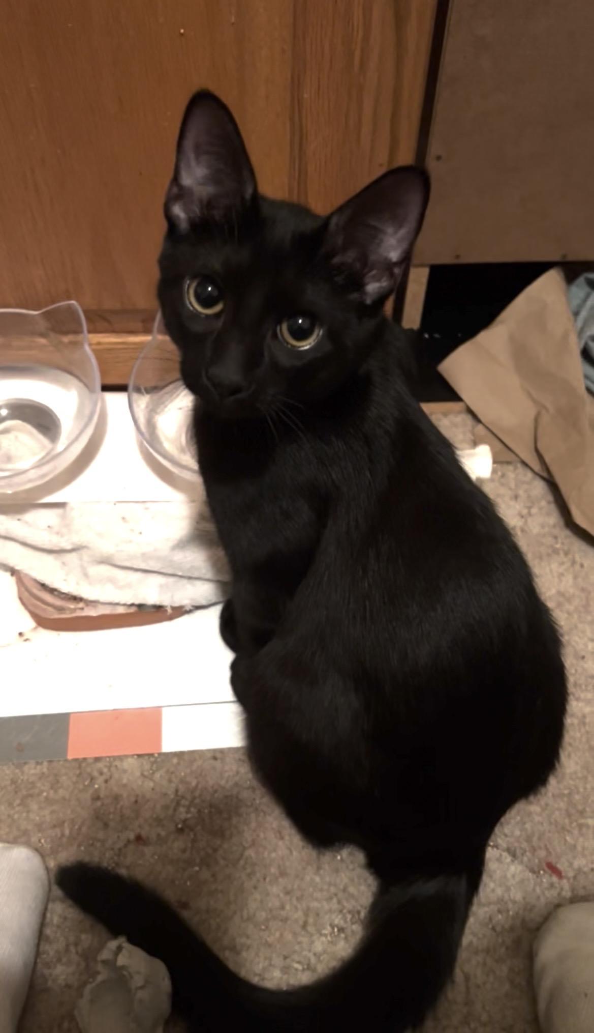 Pumpkin, ADOPTABLE, Kitten Male Domestic Short Hair.