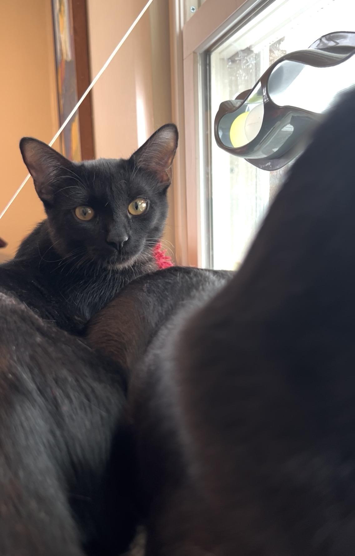Enlarge Pumpkin, a ADOPTABLE mixed breed in Schenectady, NY image 3/5